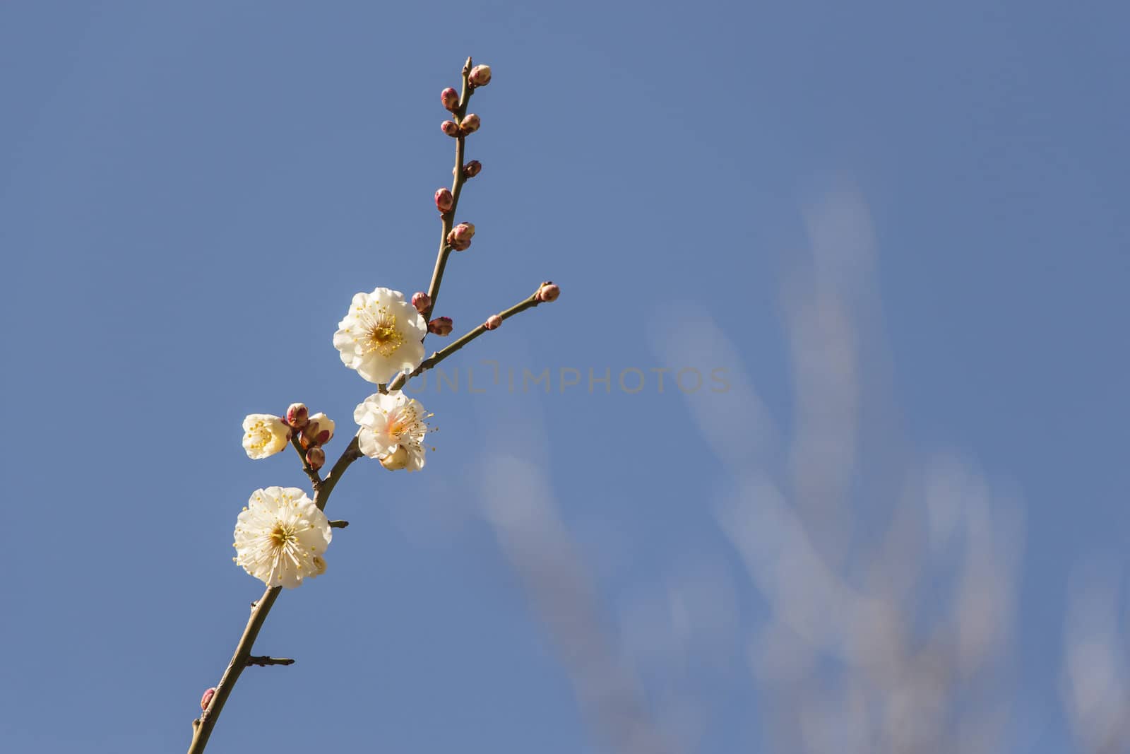 White plum blossom on a spring day