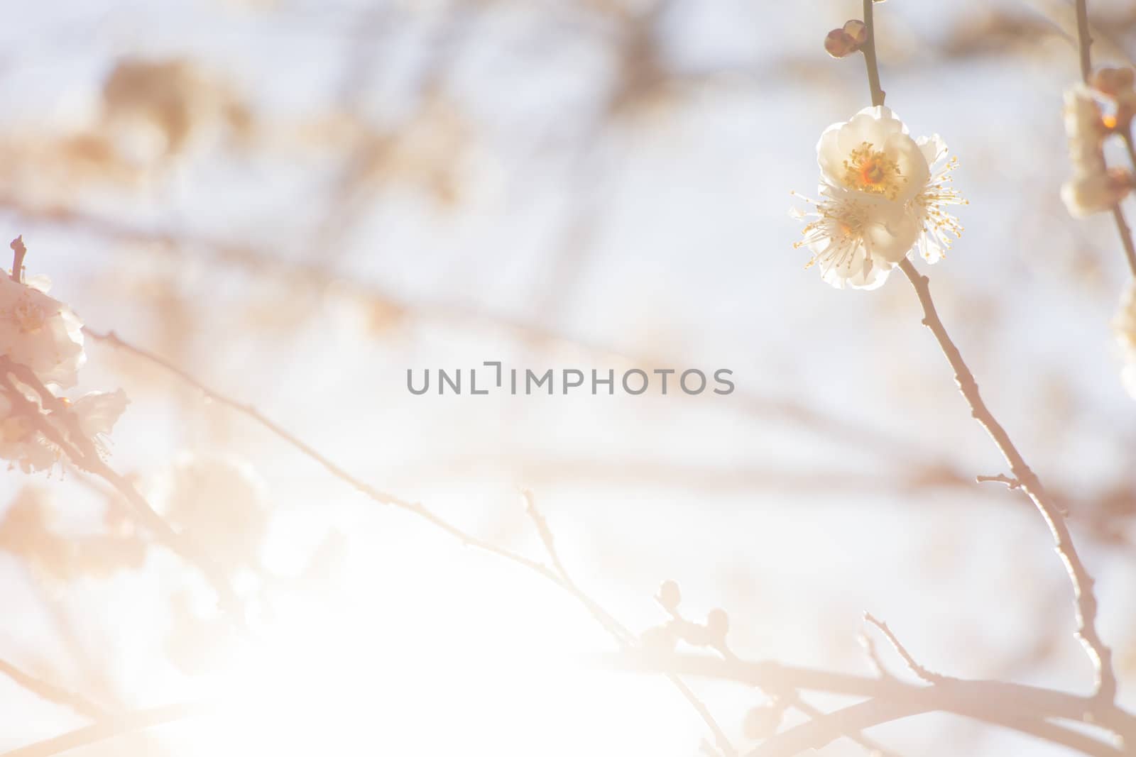 White plum blossom on a spring day