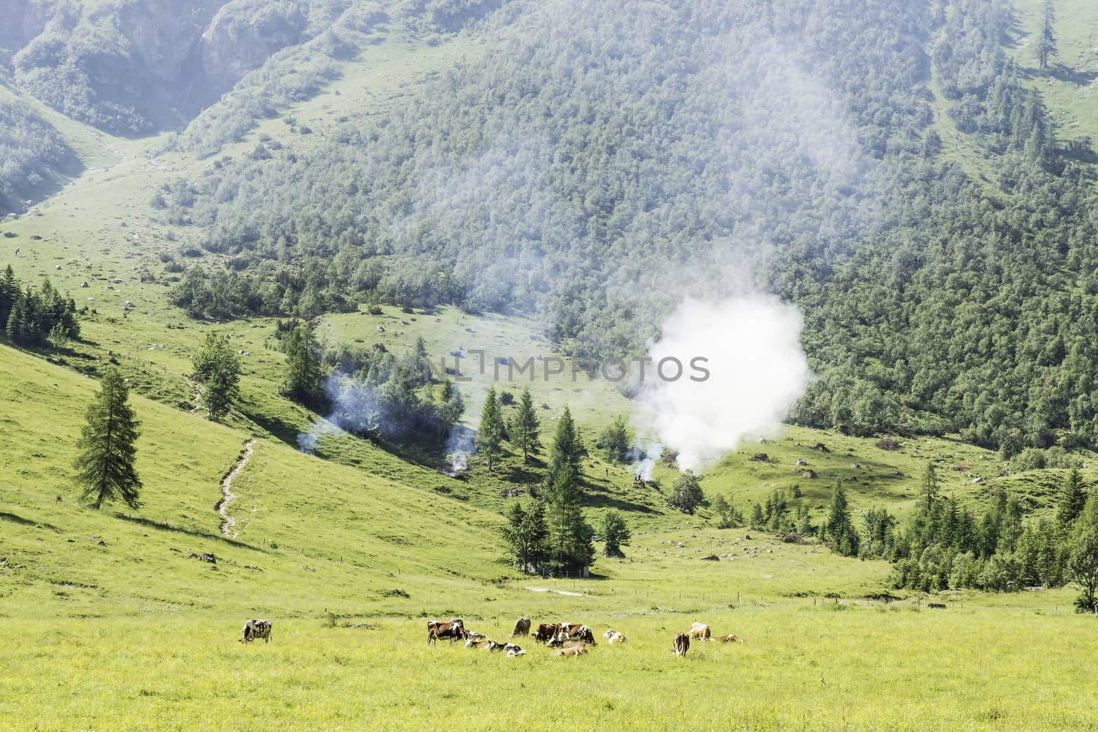 Landscape with cows and wild fire by w20er