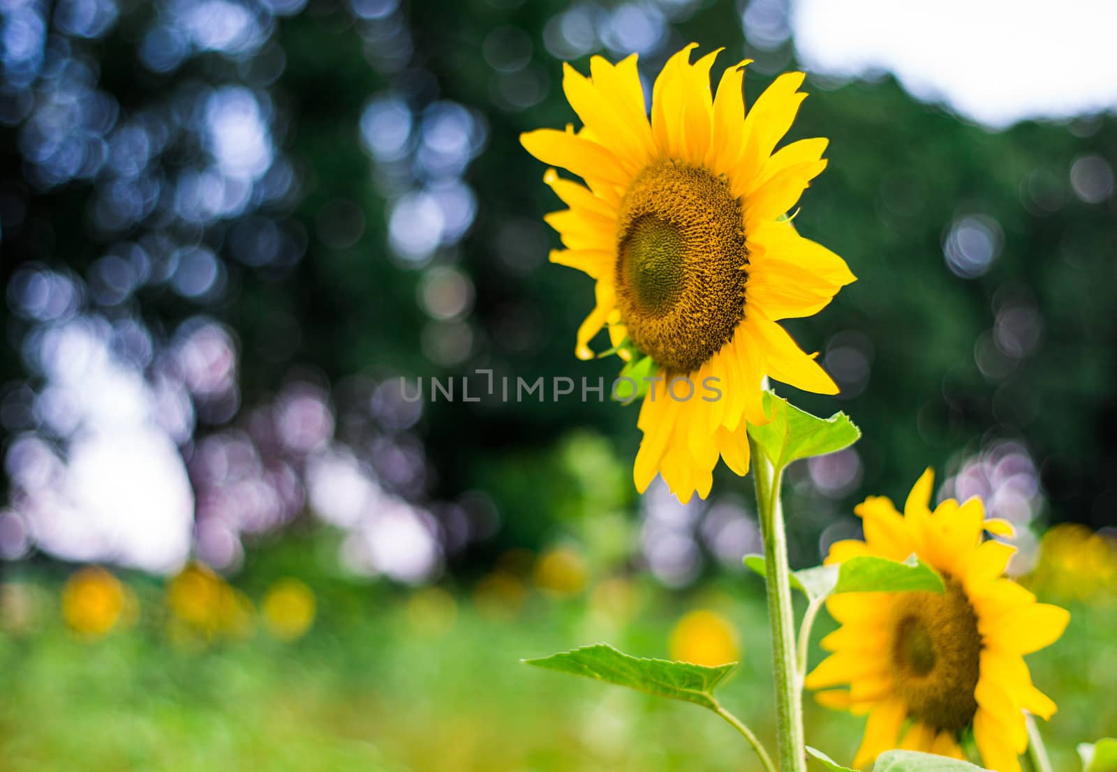 Sunflowers on a blur background