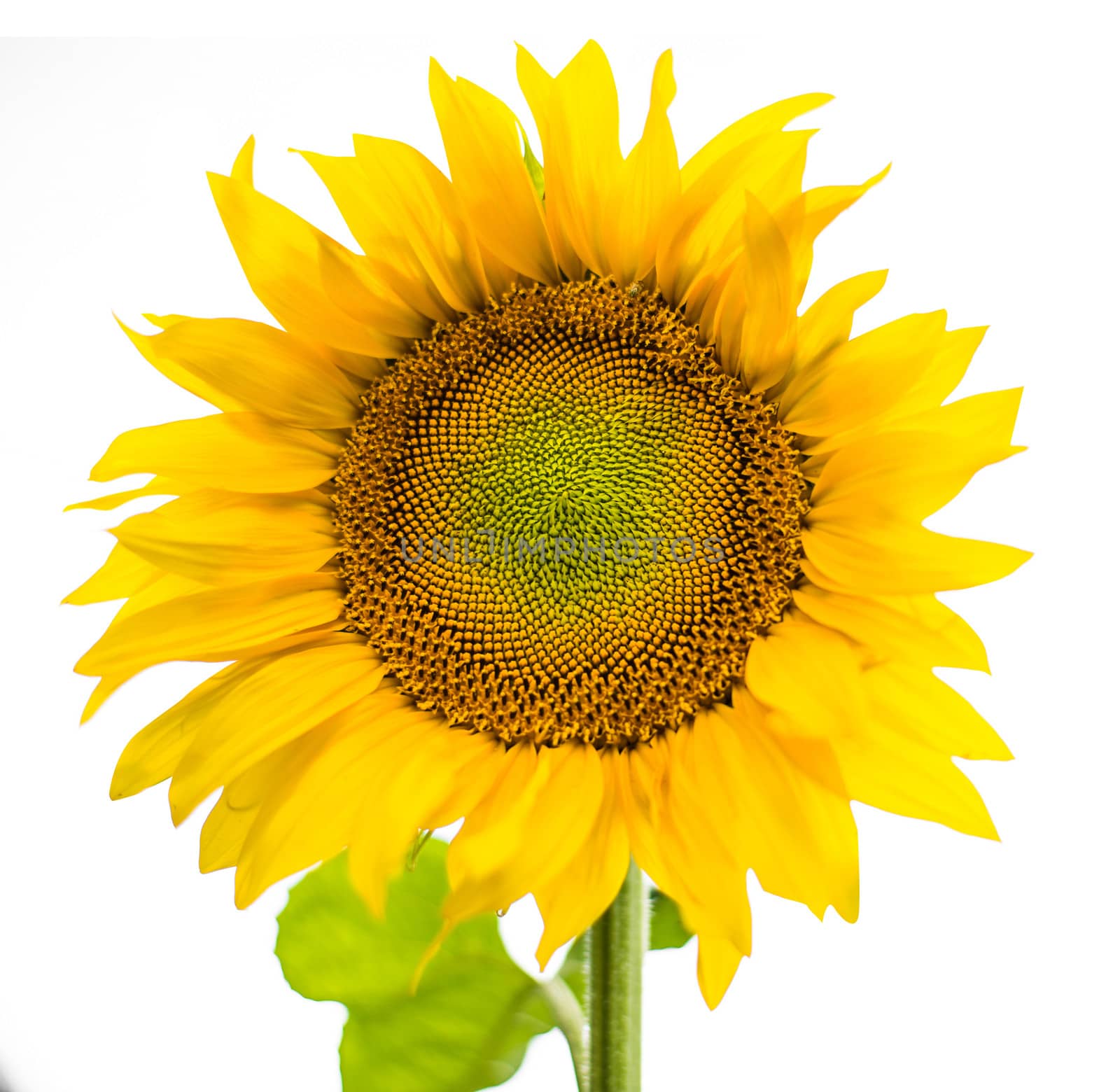 sunflower isolated on a white background