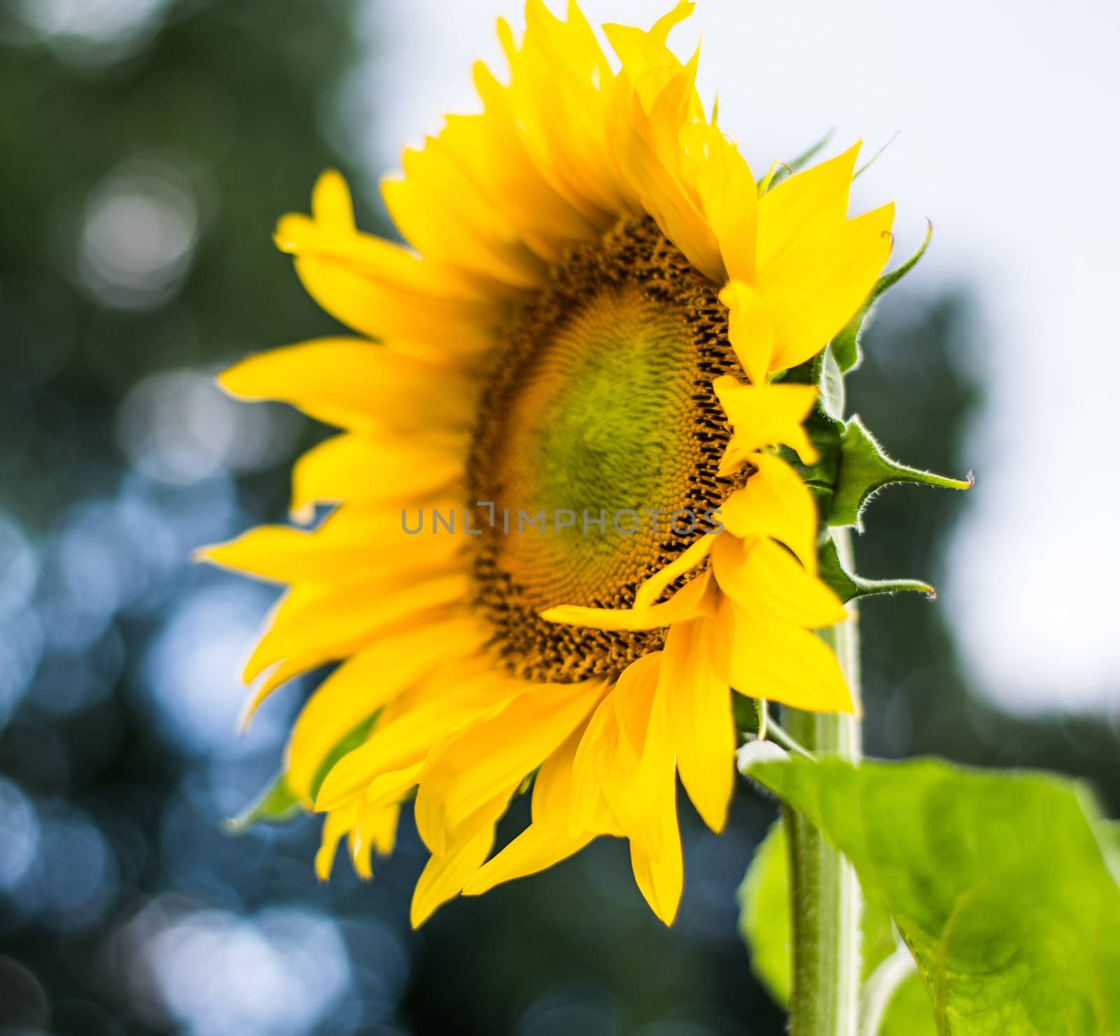 sunflower by GekaSkr