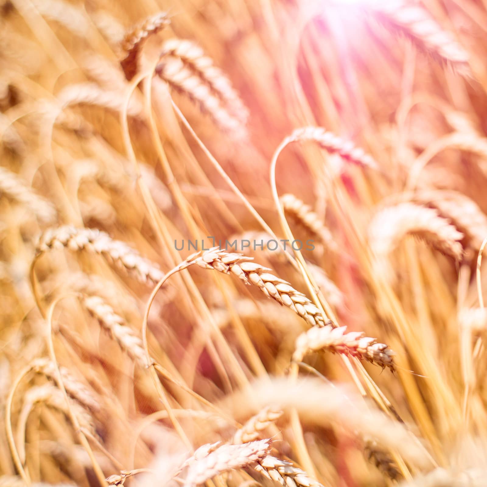 ripening ears of wheat field on the background of the setting sun