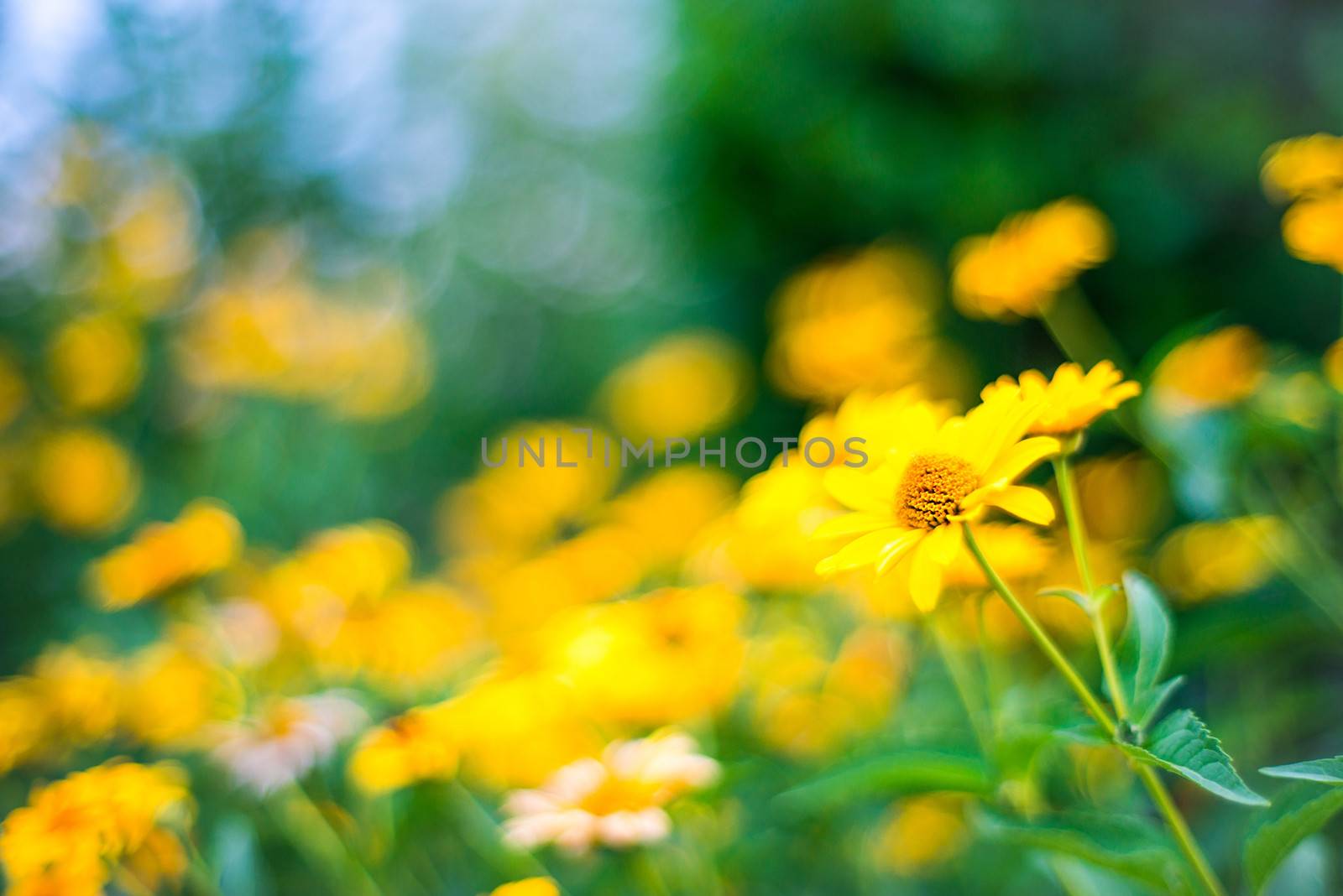 yellow flowers by GekaSkr