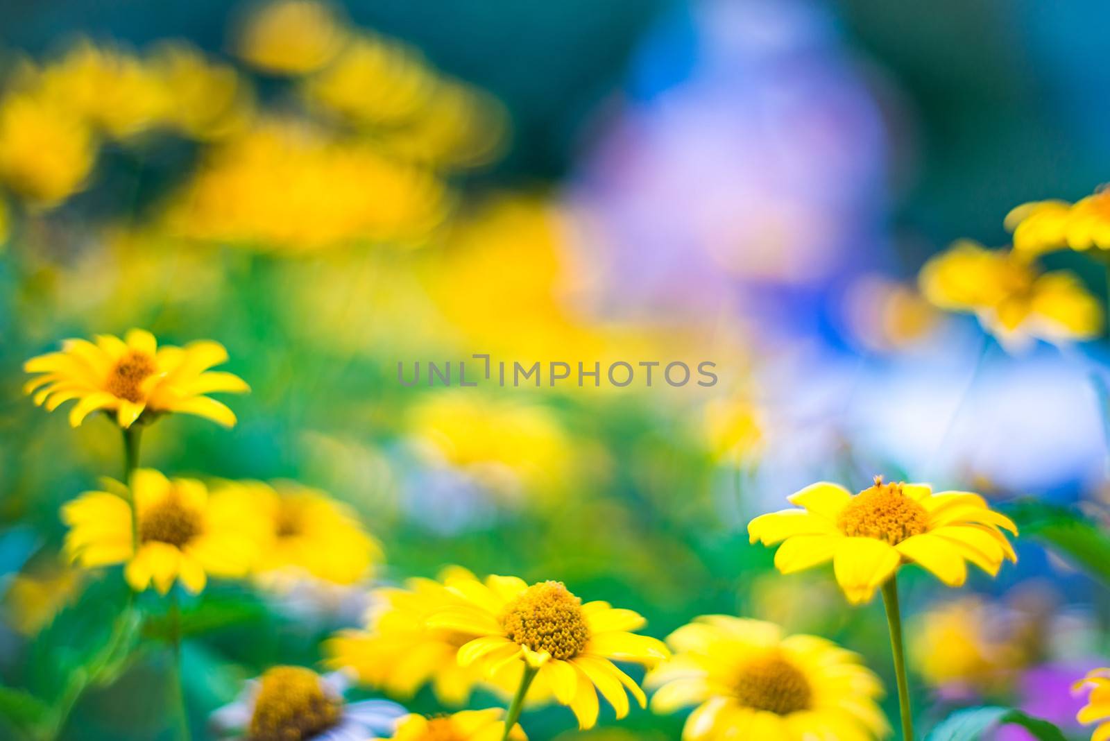 yellow flowers by GekaSkr