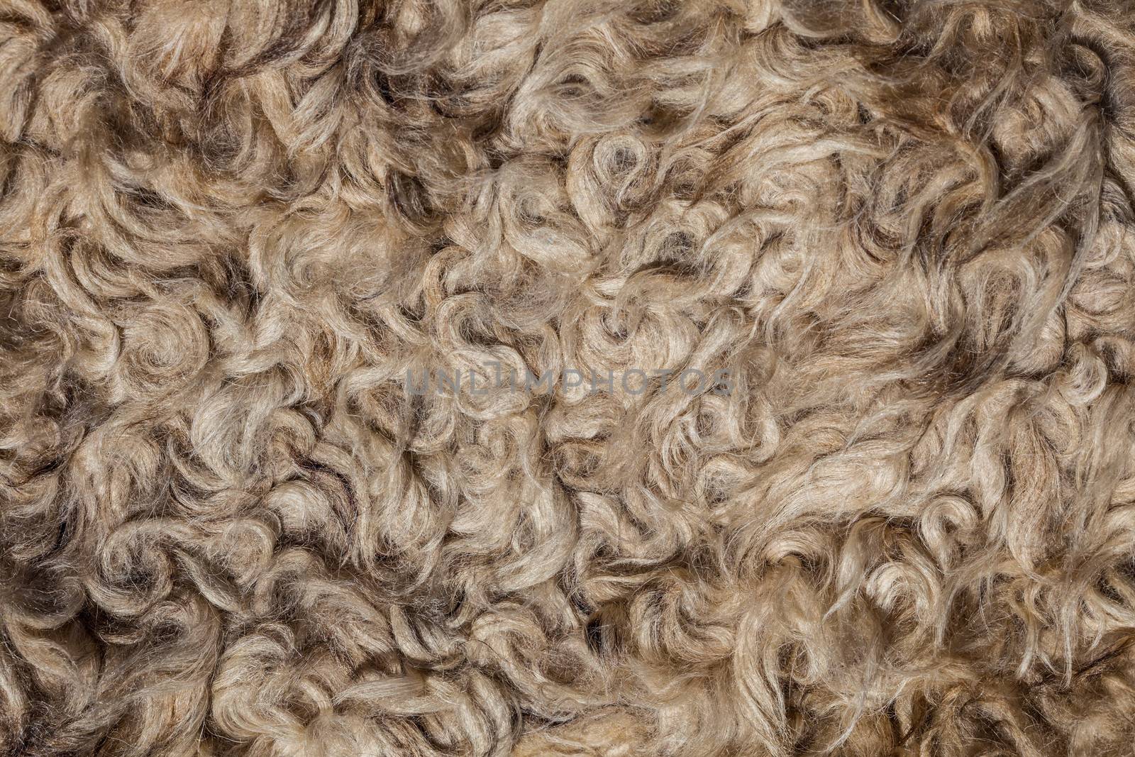 The texture of the fur sheepskin  close-up. yellow, gray, white color. 