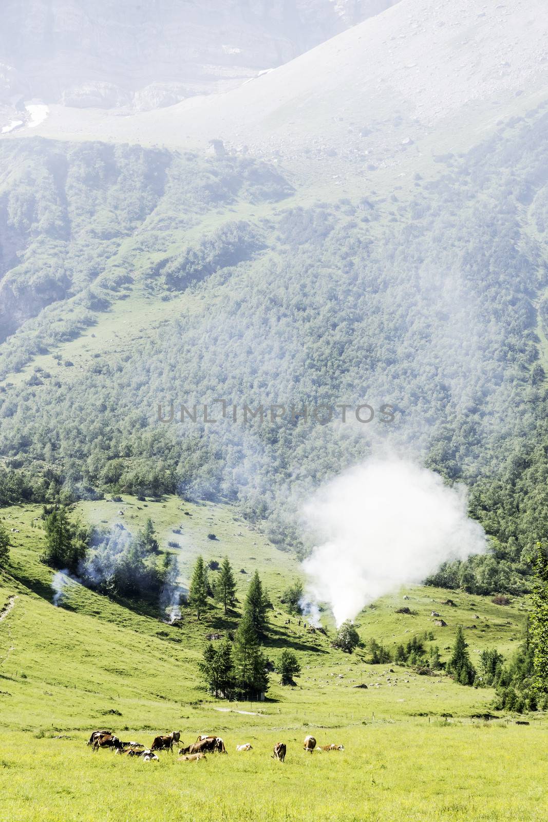 Alps in Austria, with cows, wild fire, meadow and trees