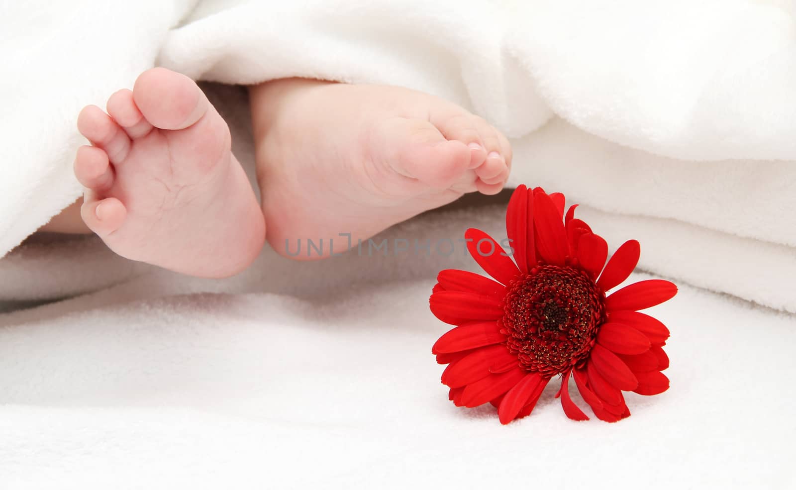 baby foots with a flower in the foreground