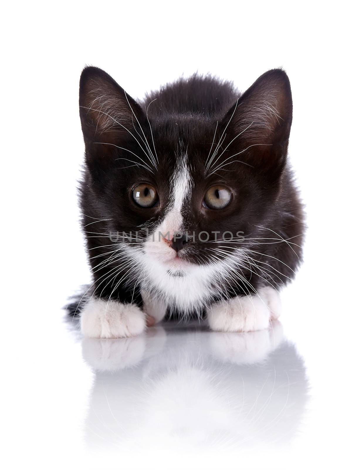 Black and white small frightened kitten. by Azaliya