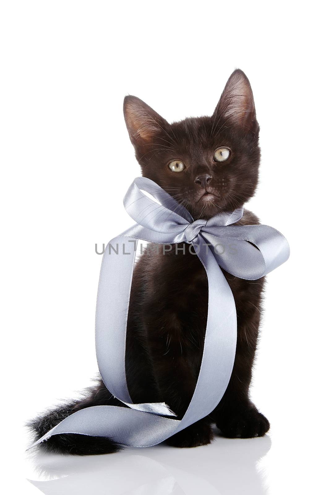 Black small kitten with a gray bow. by Azaliya