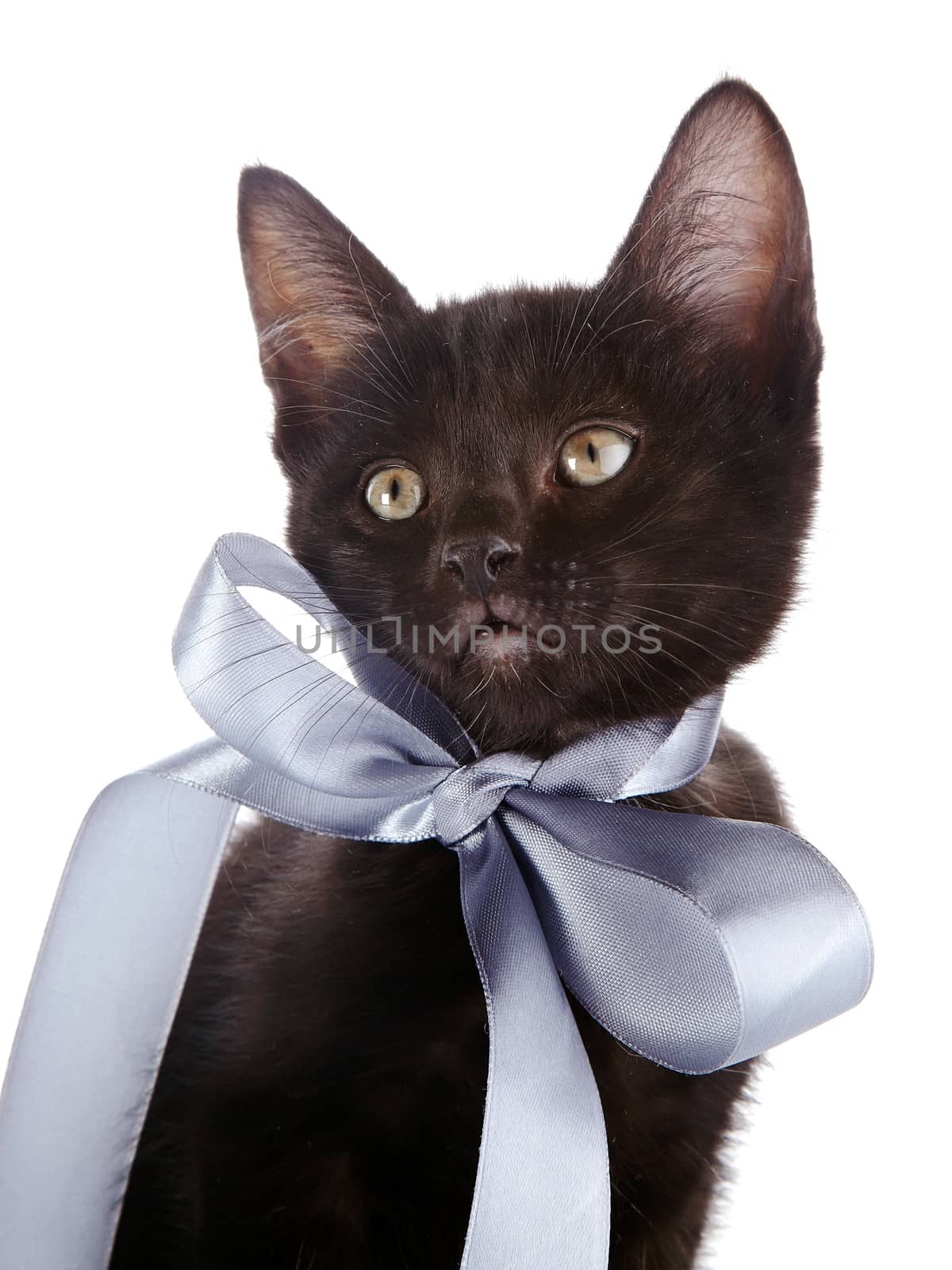 Portrait of a black small kitten with a gray bow. by Azaliya