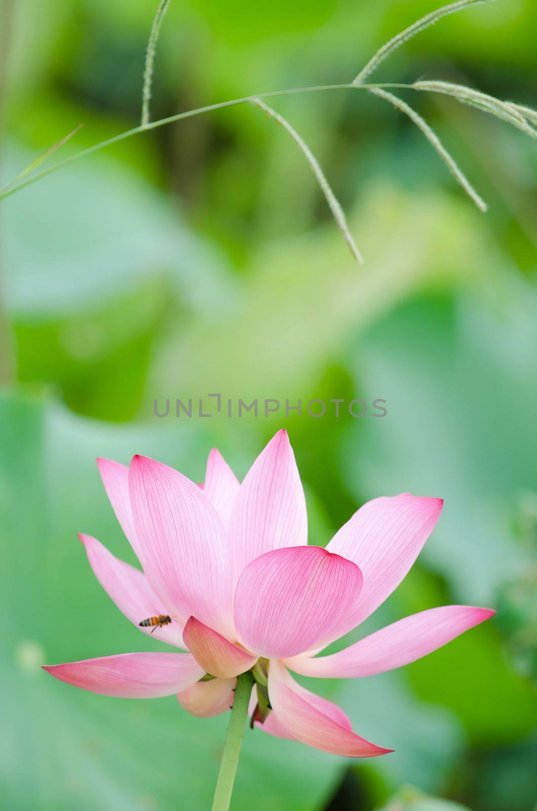 Lotus flower by elwynn