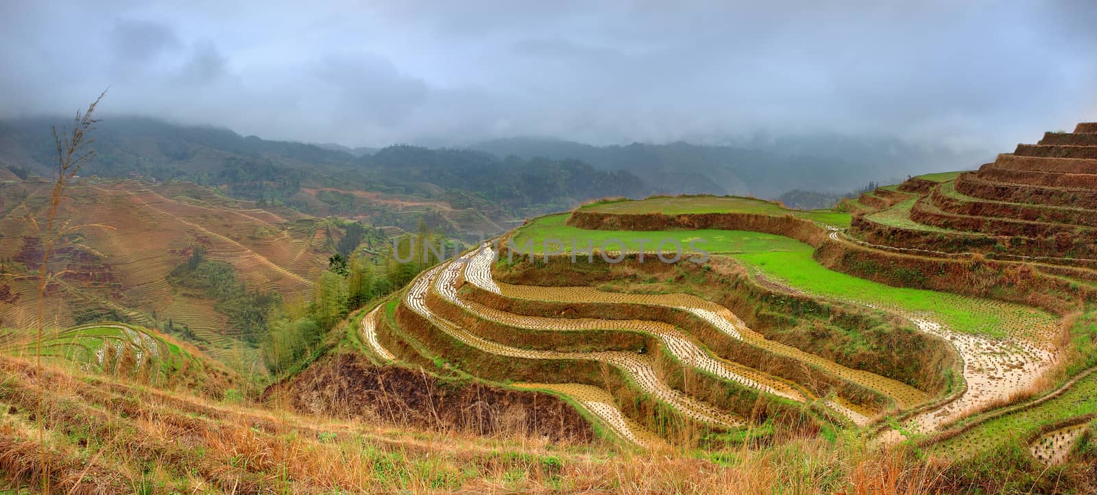 Rice Terraces, Dazhai, near Longsheng, Guangxi, China. Yao village Dazhai, Longsheng, Guanxi province, south China. Guilin neighborhood by grigvovan