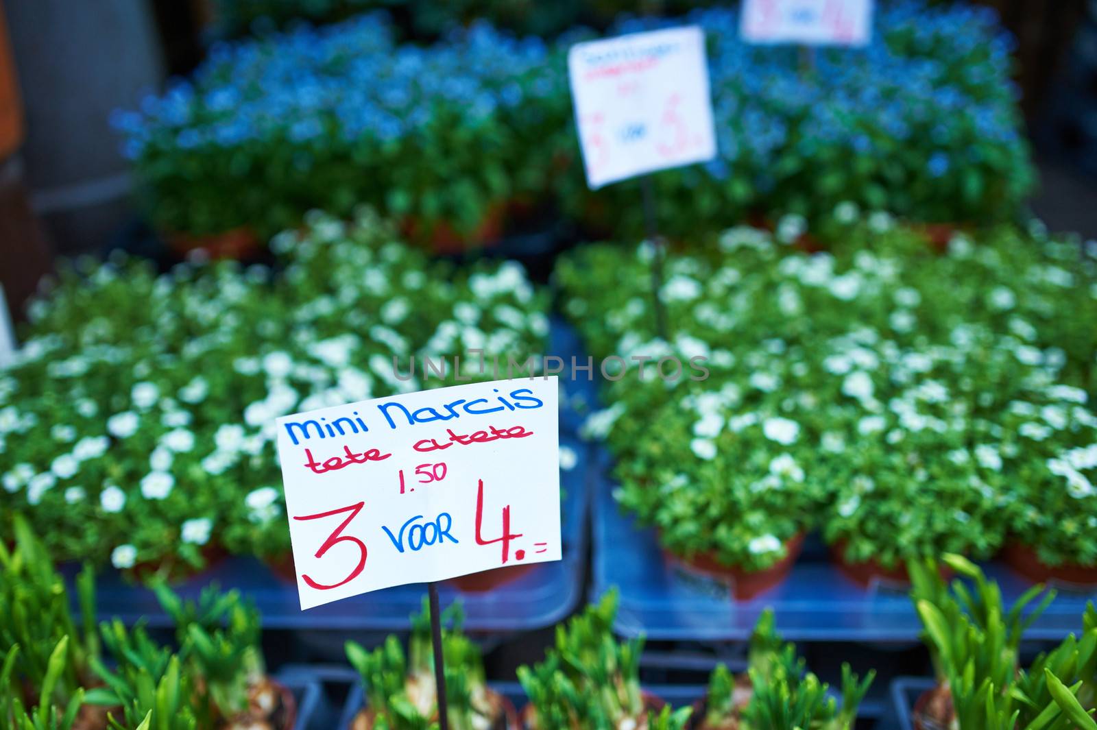 Amsterdam flower market close up details