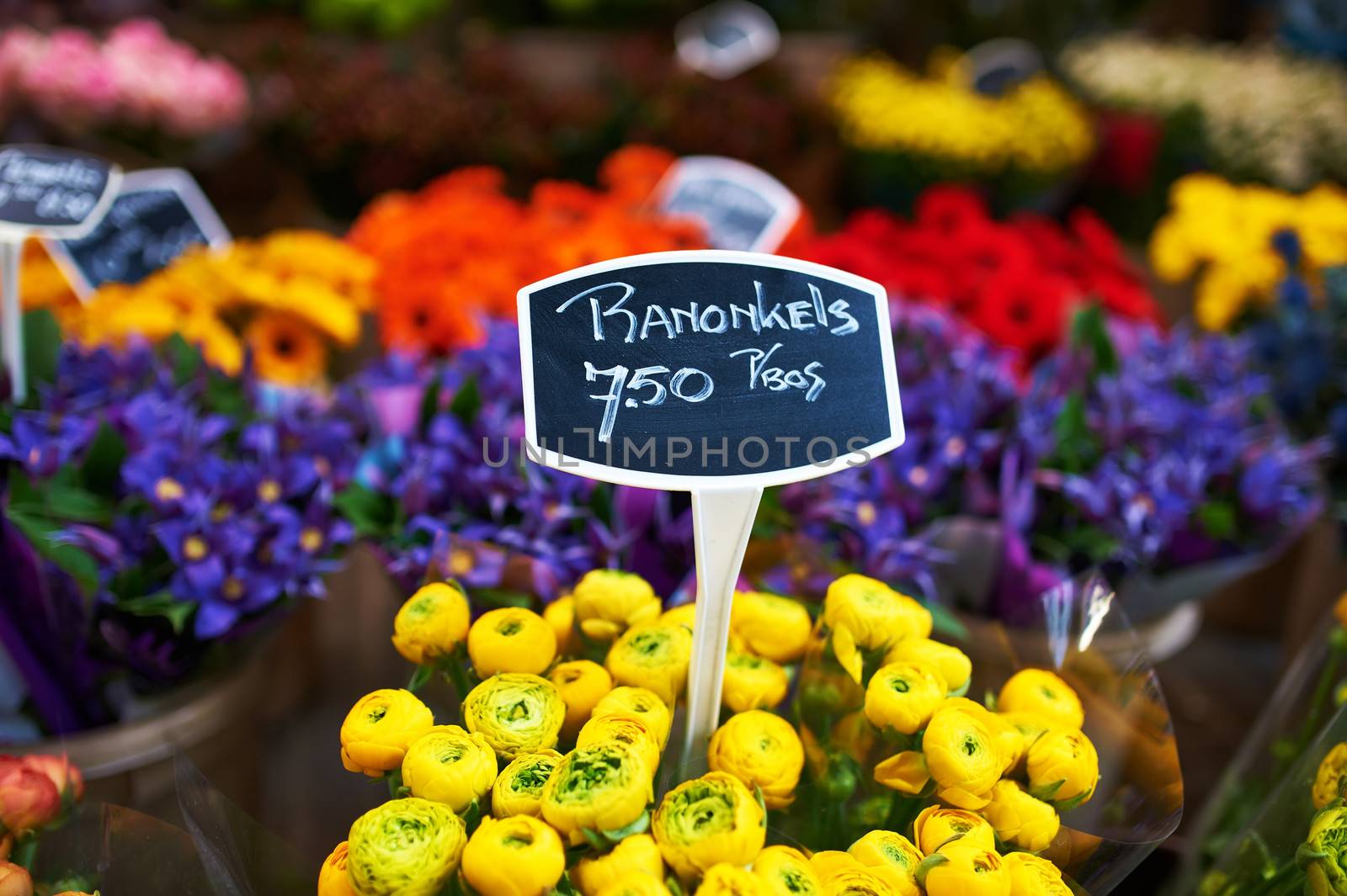 Amsterdam flower market close up details
