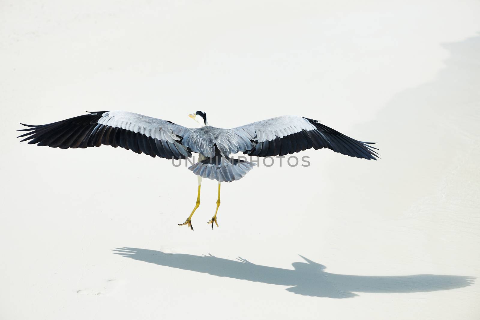 Heron at the beach on Maldivian island