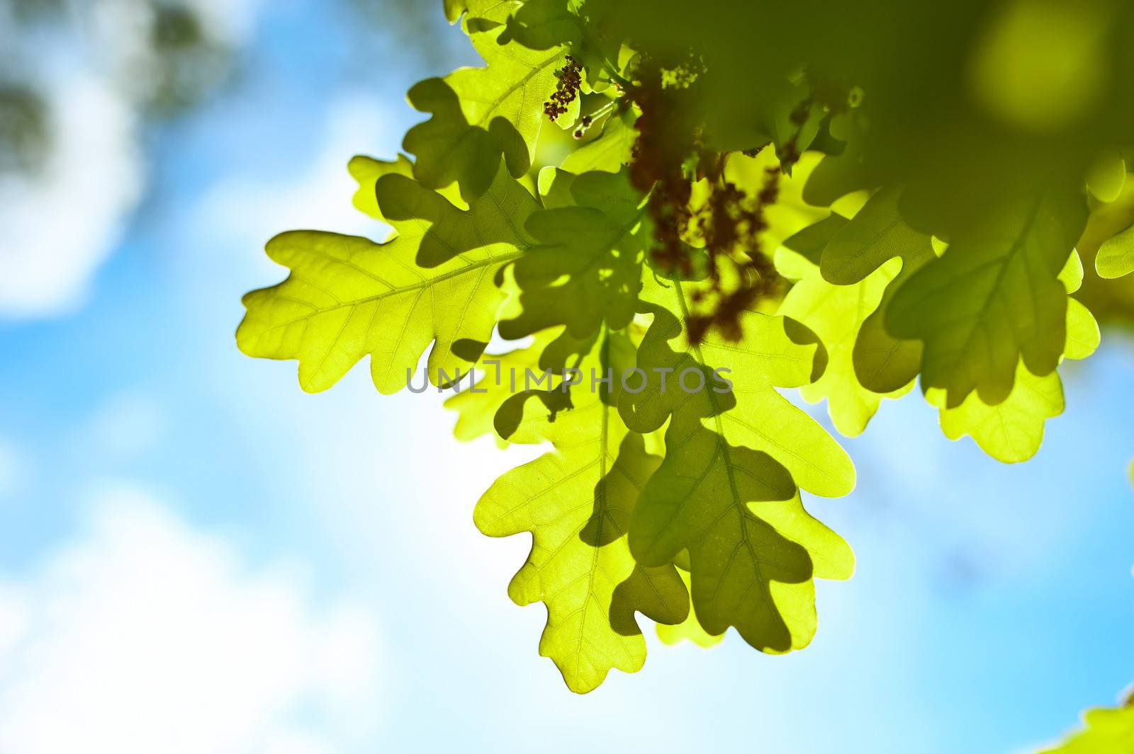 Spring oak leaves in sunlight