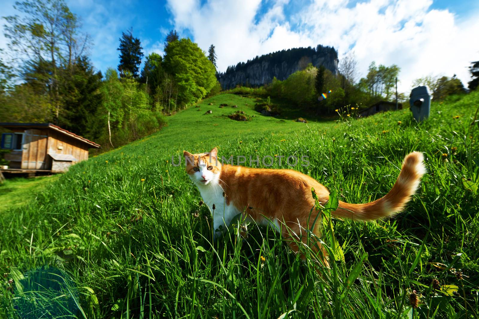 Cat walks in the meadow at Swiss Alps