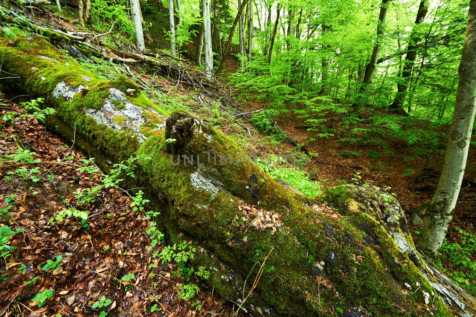 Beautiful green forest at Alps