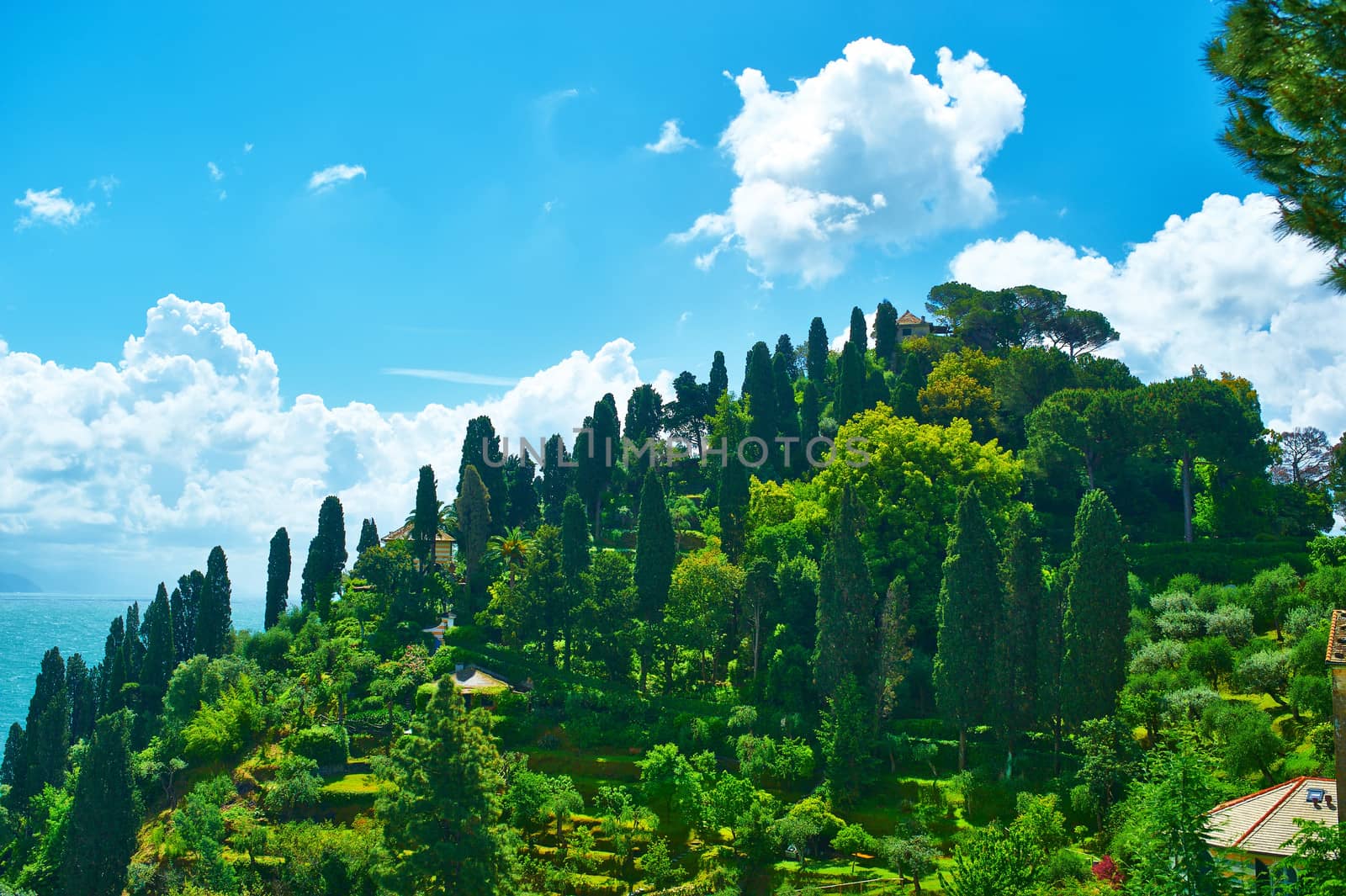 Cypress hill near Portofino village on Ligurian coast in Italy