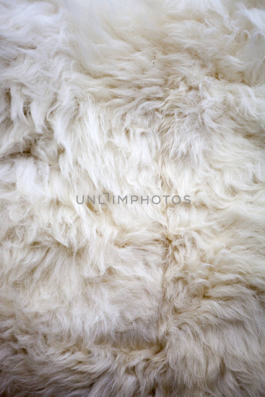 Washed white sheep fur texture suitable for background