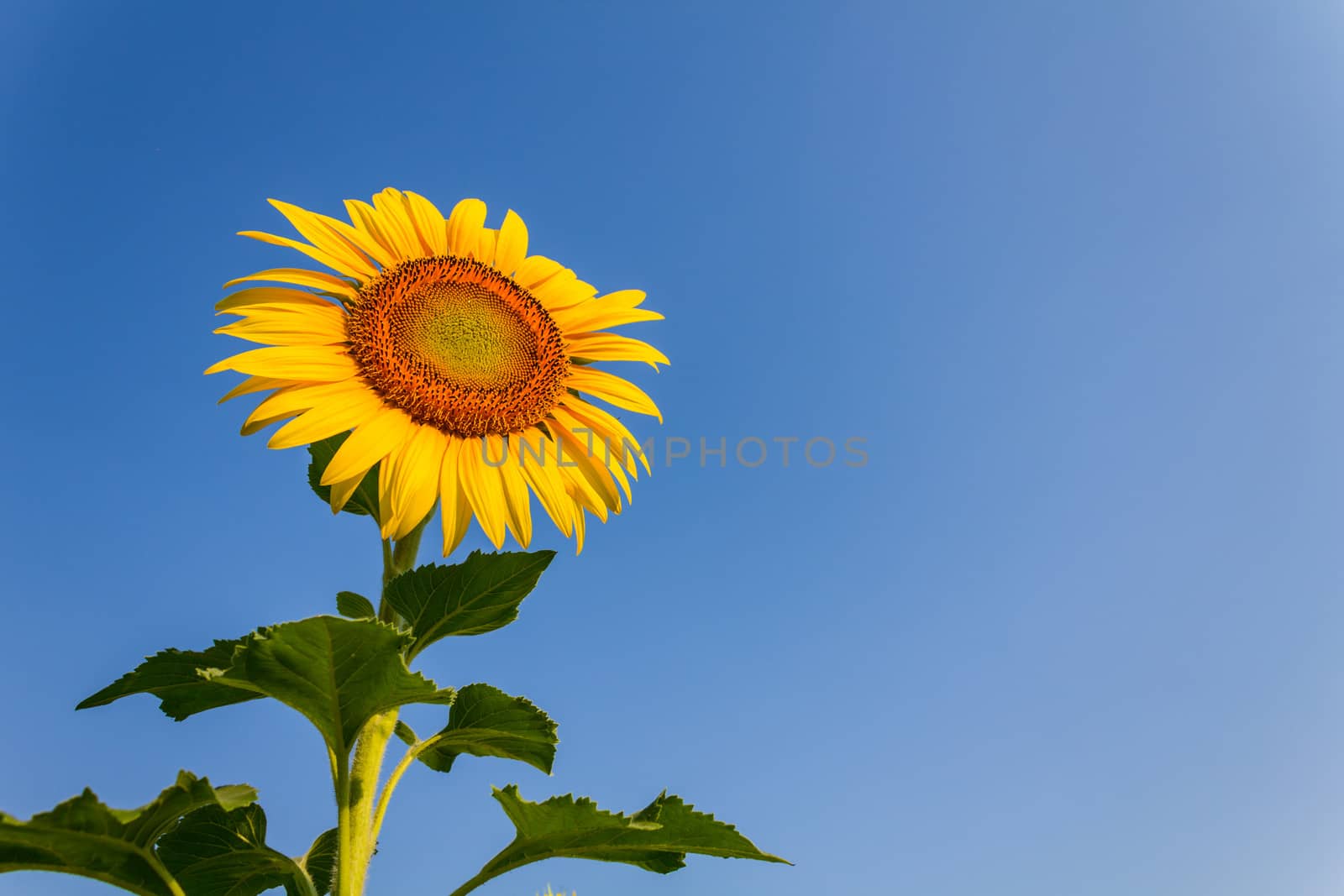 Sunflower by lavoview