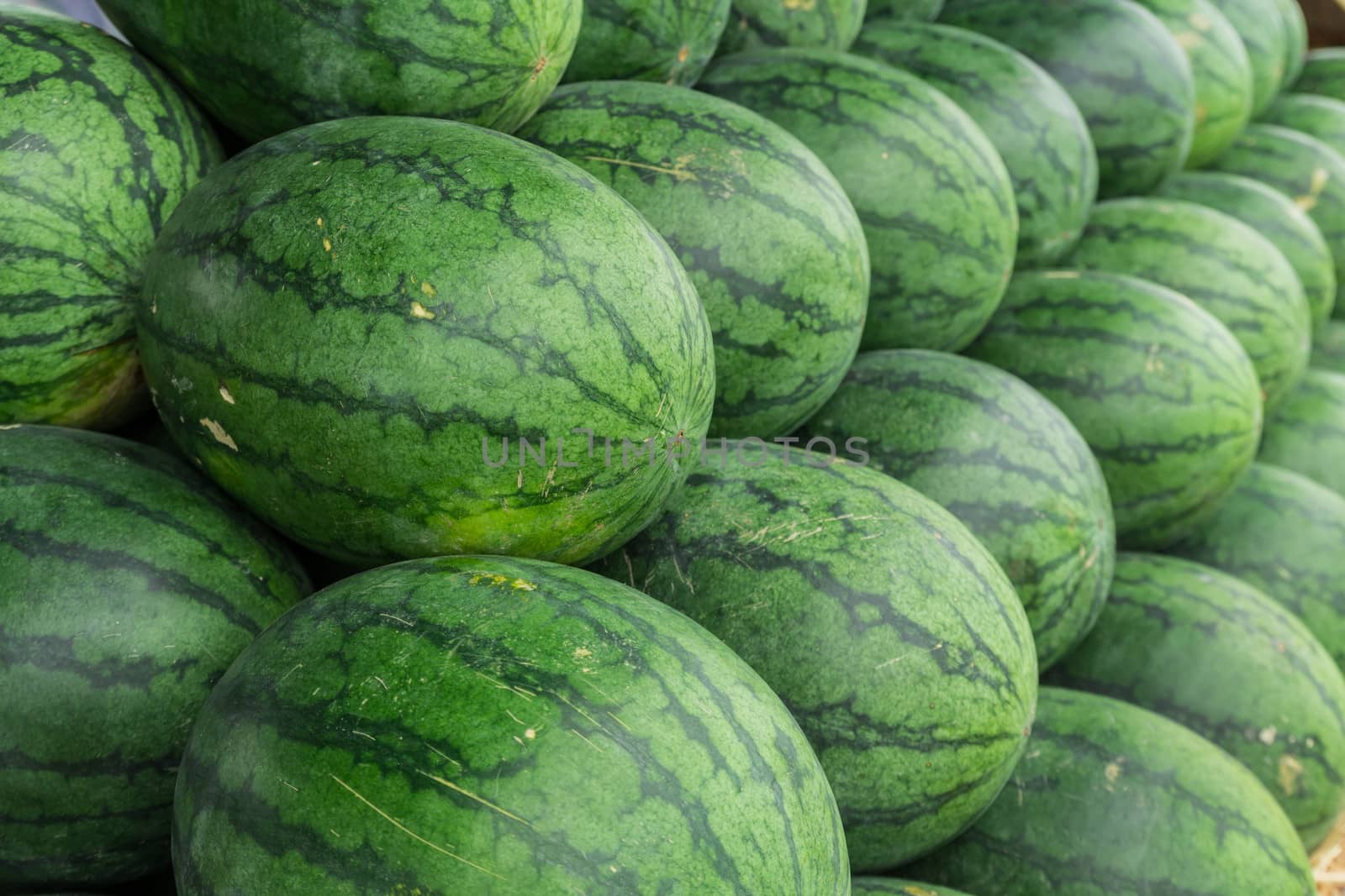 Watermelon set in a row on straw