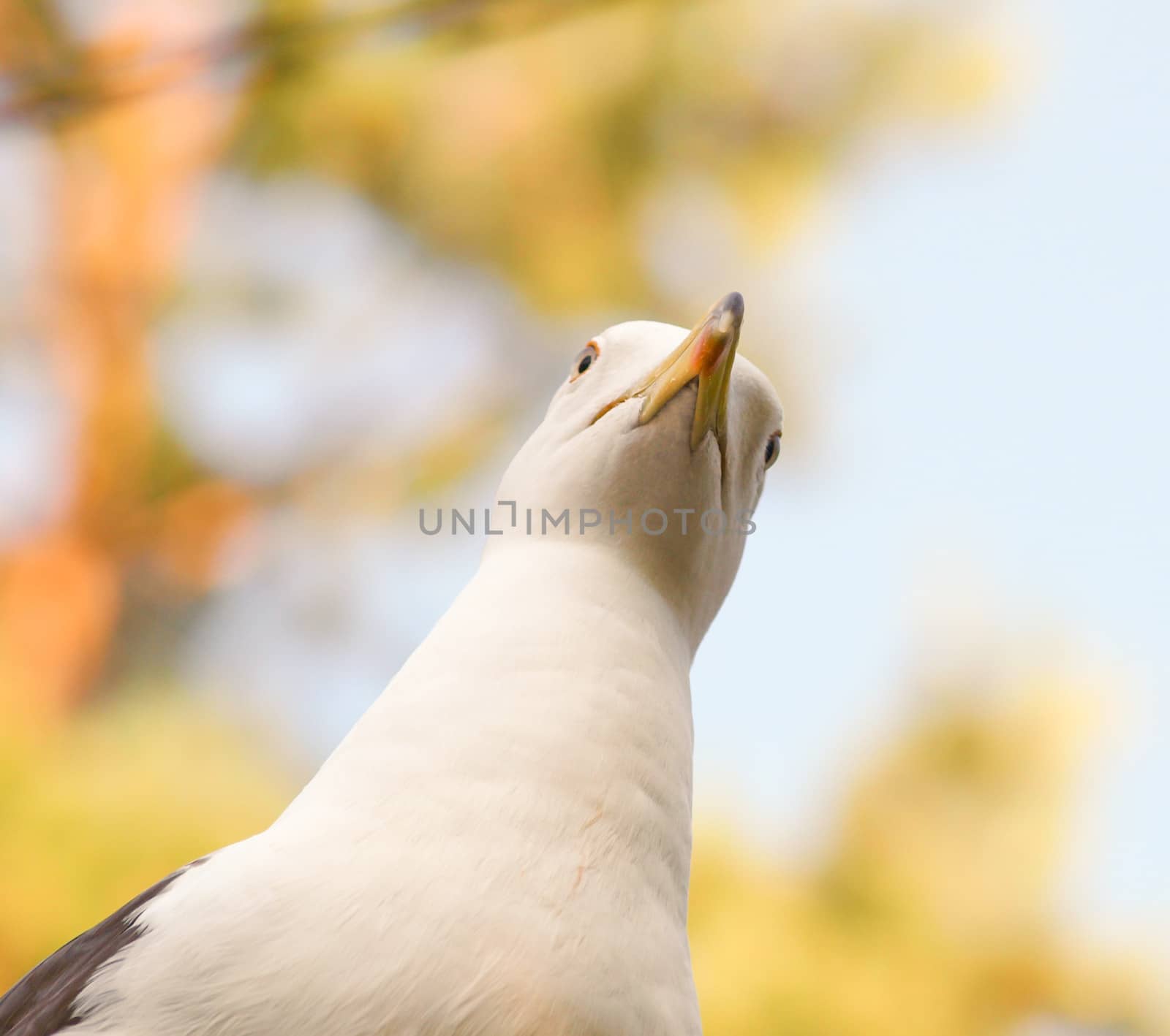 Seagull staring downwards with blue sky and autumn colors in background