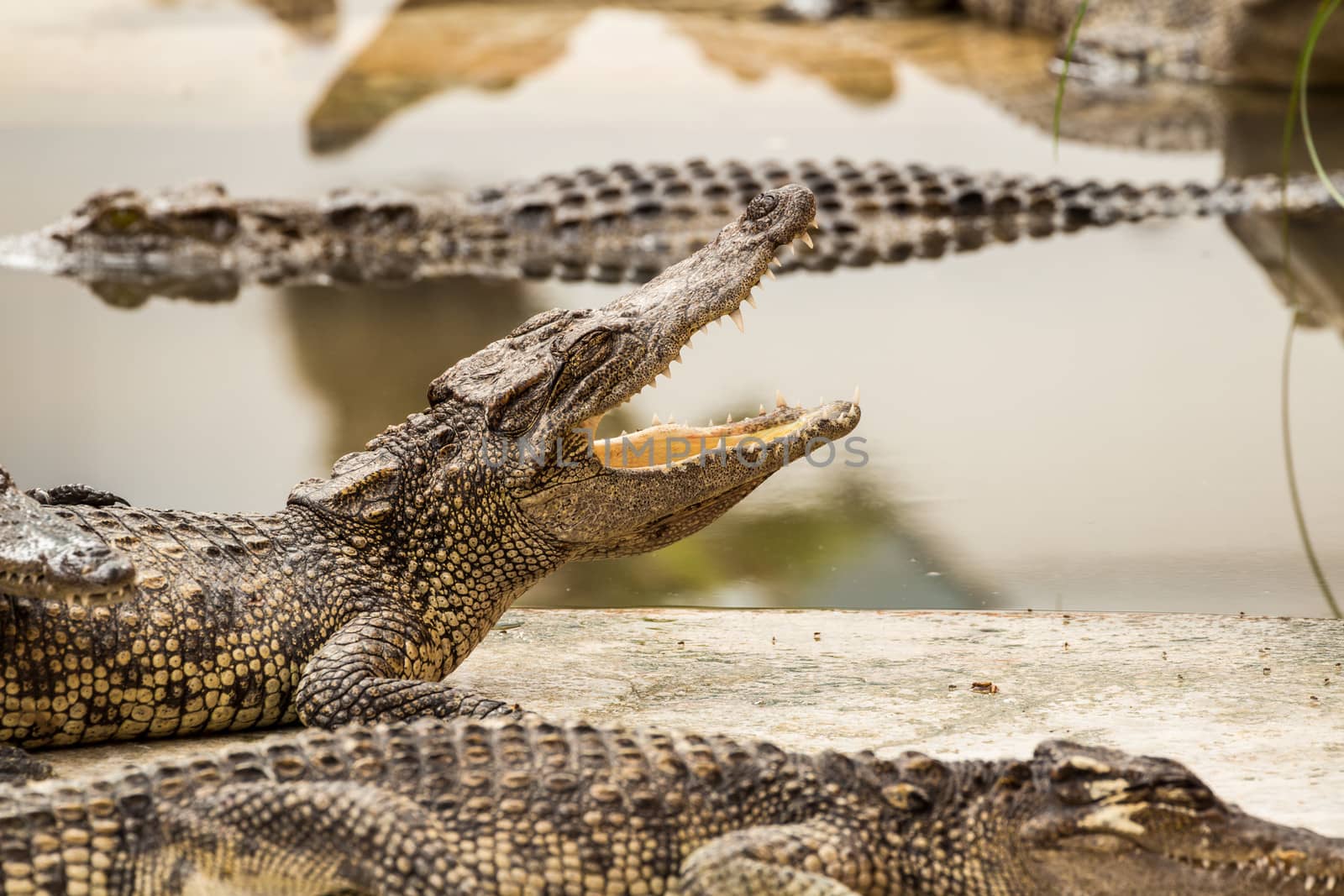 Crocodile with open mouth lying in farm, Thailand