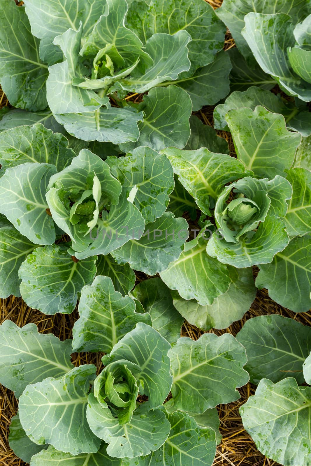 Closeup cabbage seedlings grown in a field
