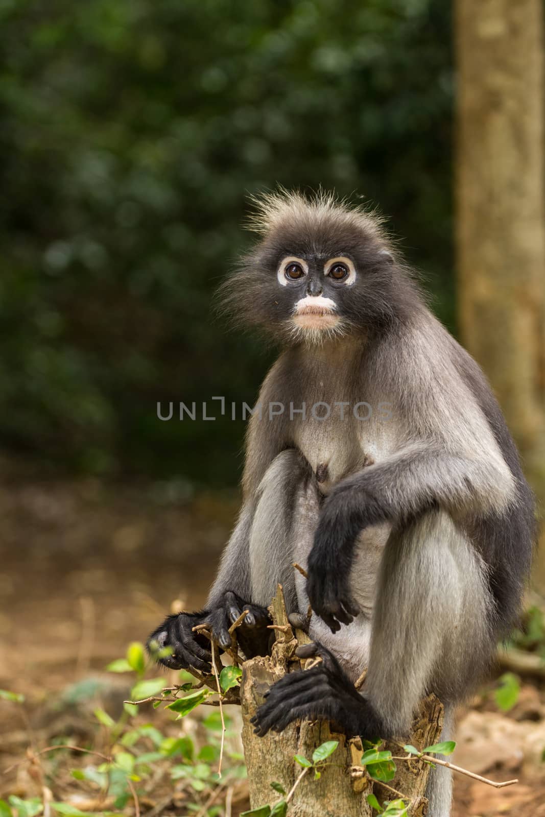 Dusky leaf monkey sitting on a tree stump