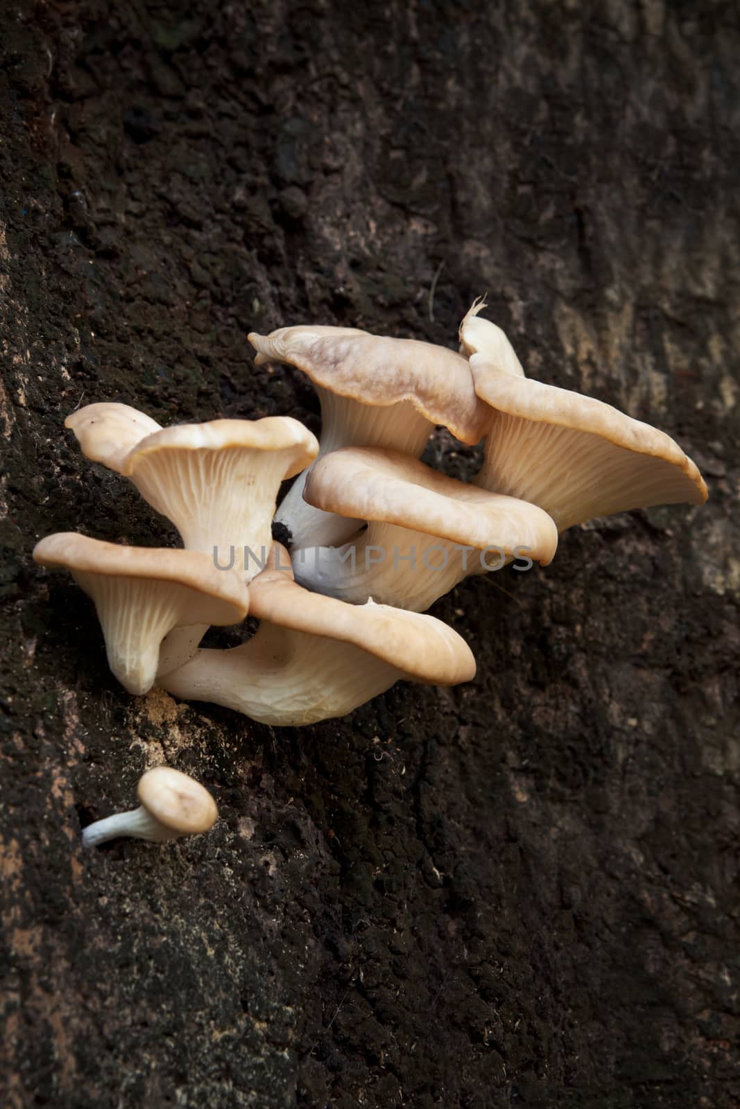 close up of mushrooms on a tree