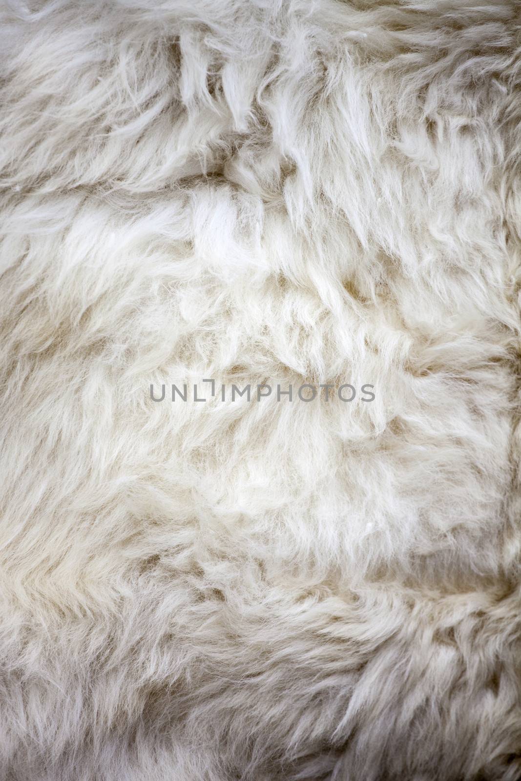Washed white sheep fur texture suitable for background