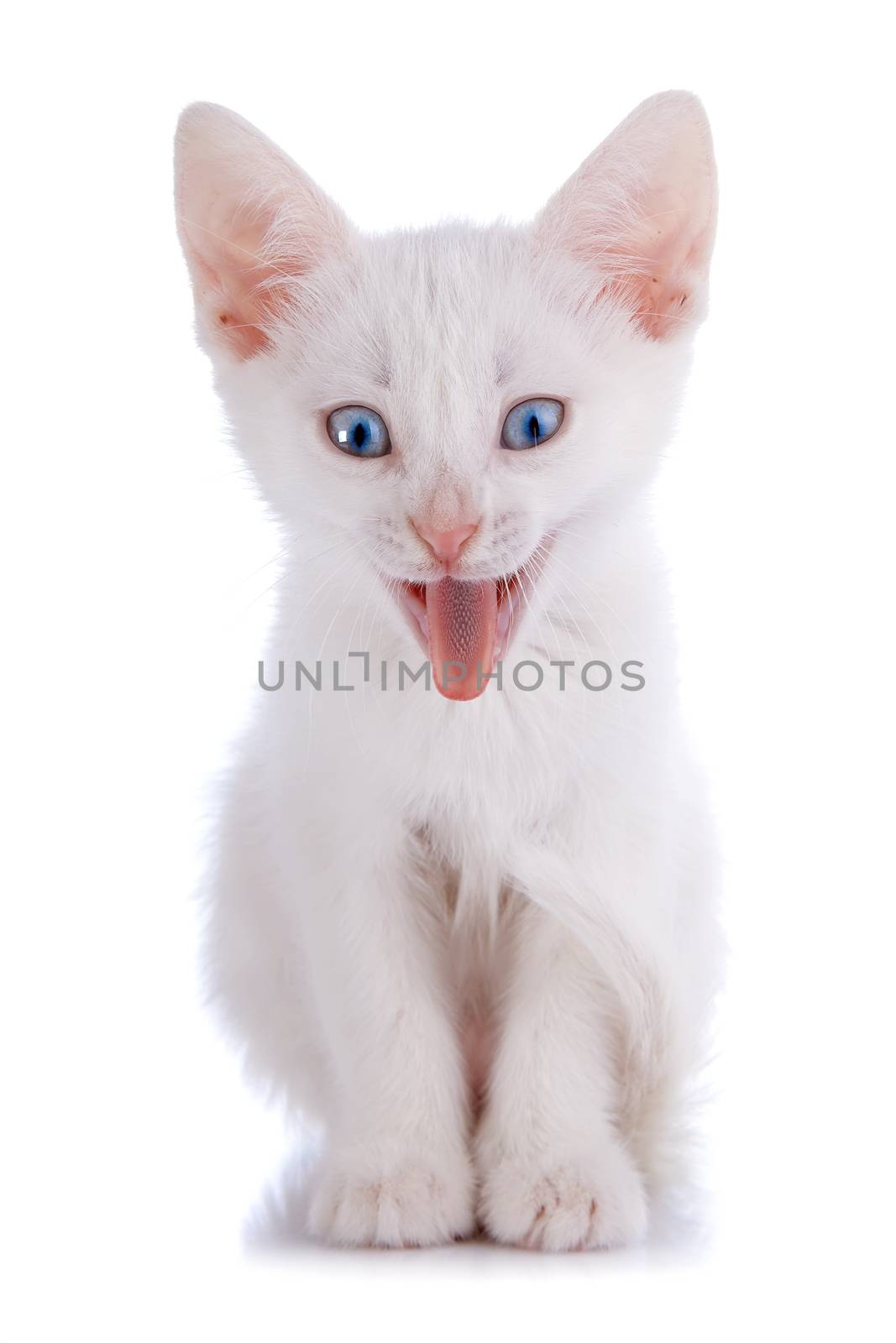 Strongly surprised white kitten with blue eyes. White kitten with blue eyes. Kitten on a white background. Small predator. Small cat.