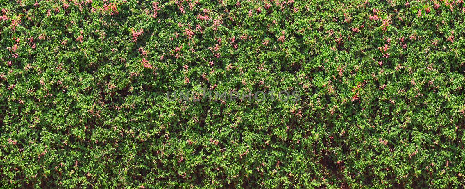 Braiding plant blooming green wall in Auroville Long size in India