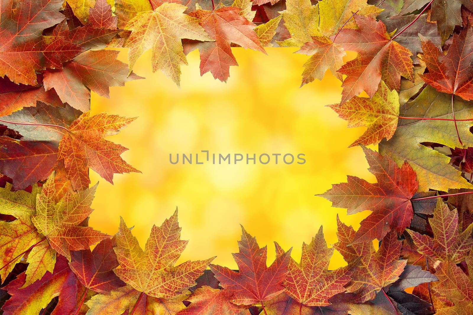 Colorful Autumn Maple Tree Fall Leaves Border with Warm Orange Background with Bokeh Lights