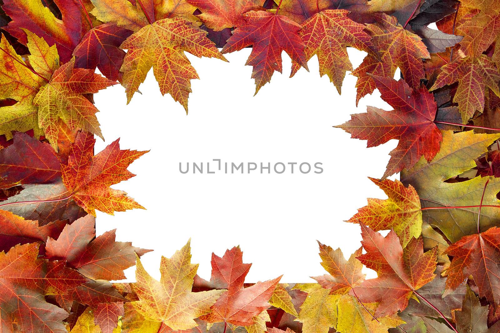 Colorful Autumn Maple Tree Fall Leaves Border with White Blank Center for Text