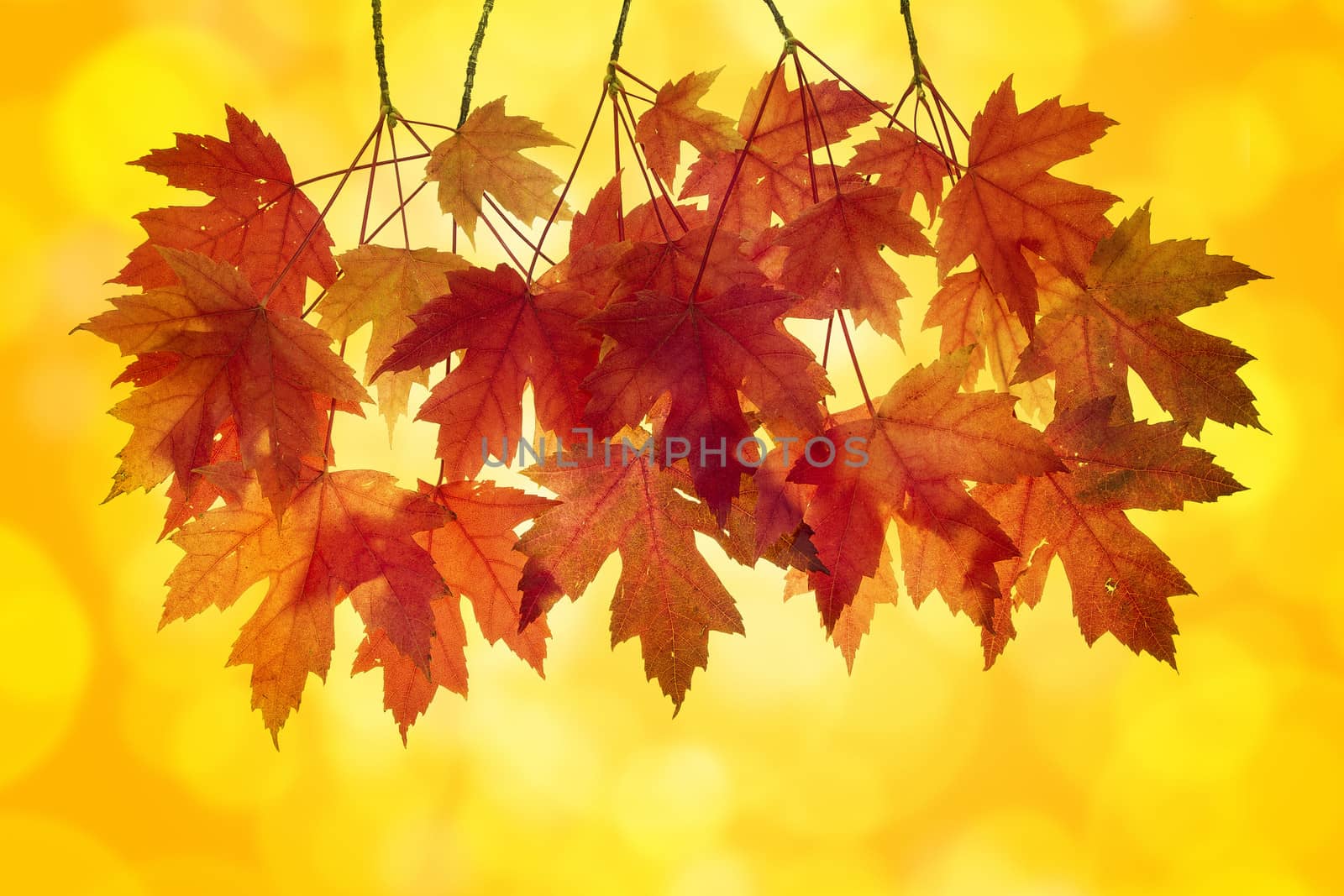 Red Maple Tree Leaves in Autumn with Orange Background and Blurred Bokeh Lights