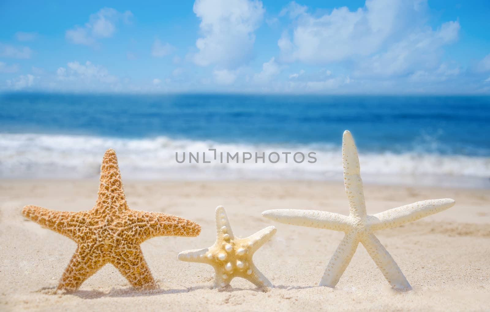 Three Starfishes on a sandy beach by the ocean