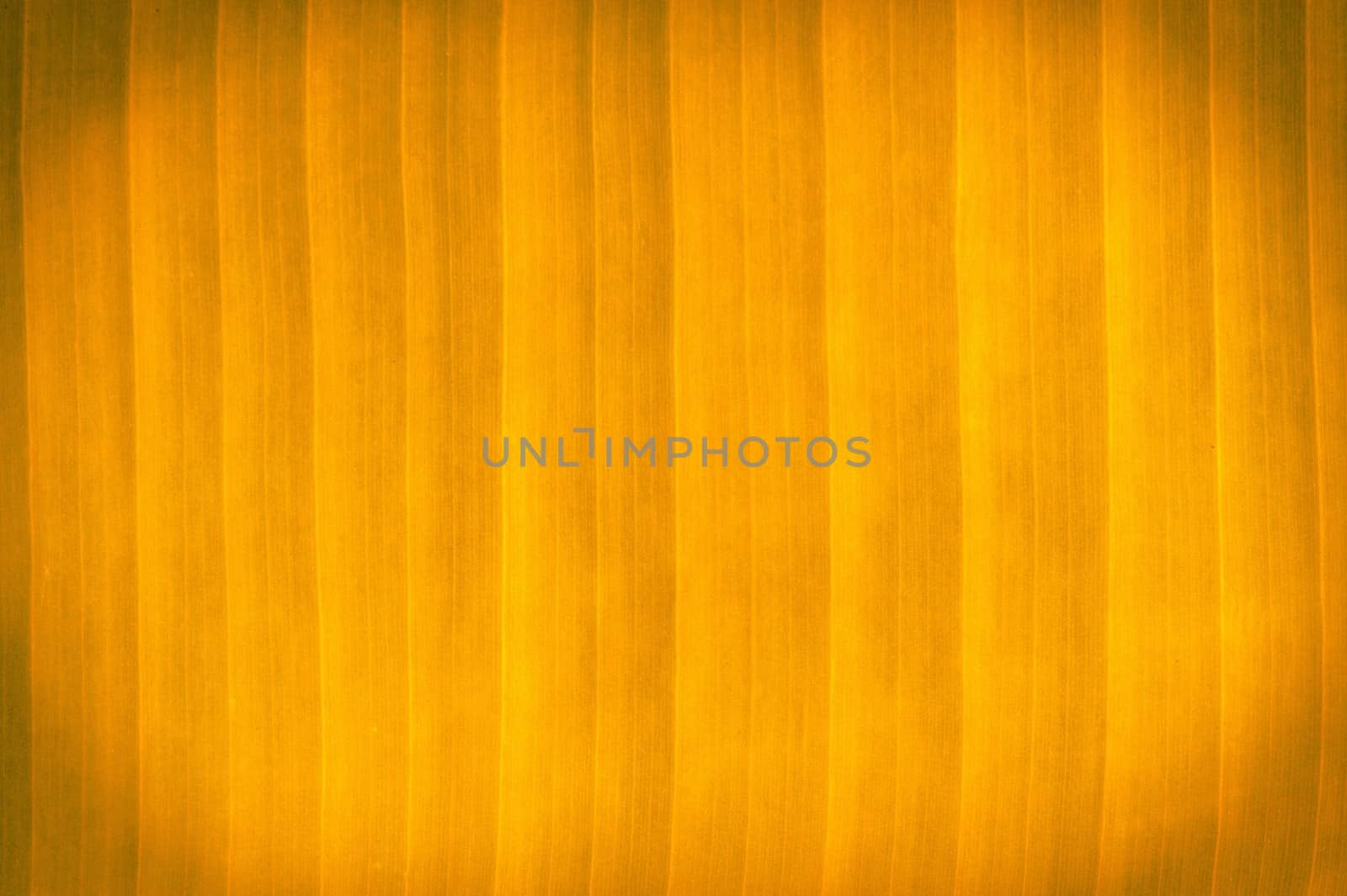 Abstract color banana leaves.  by ngungfoto