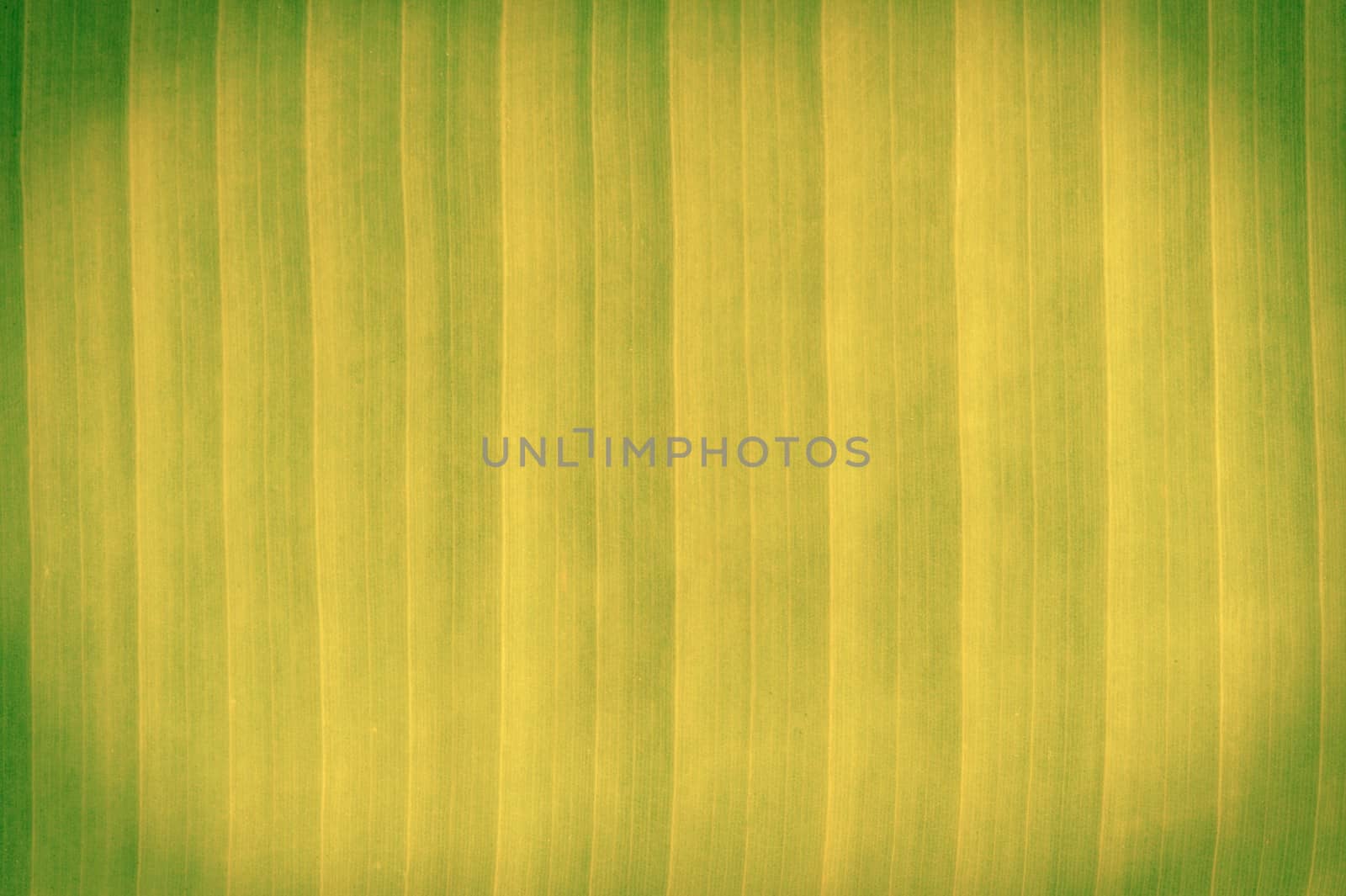 Abstract color banana leaves.  by ngungfoto