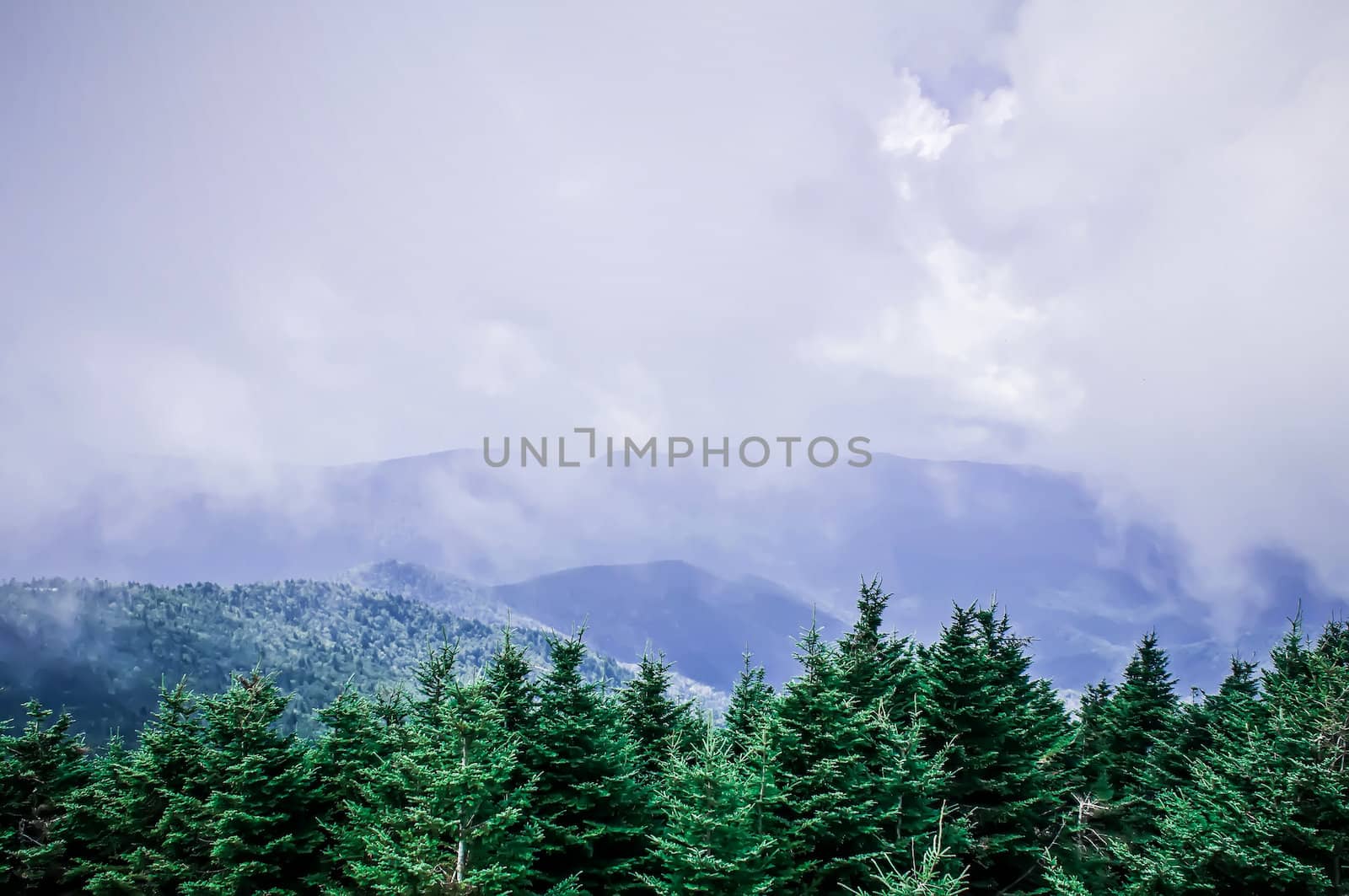 smoky mountains tree tops in dense fog.