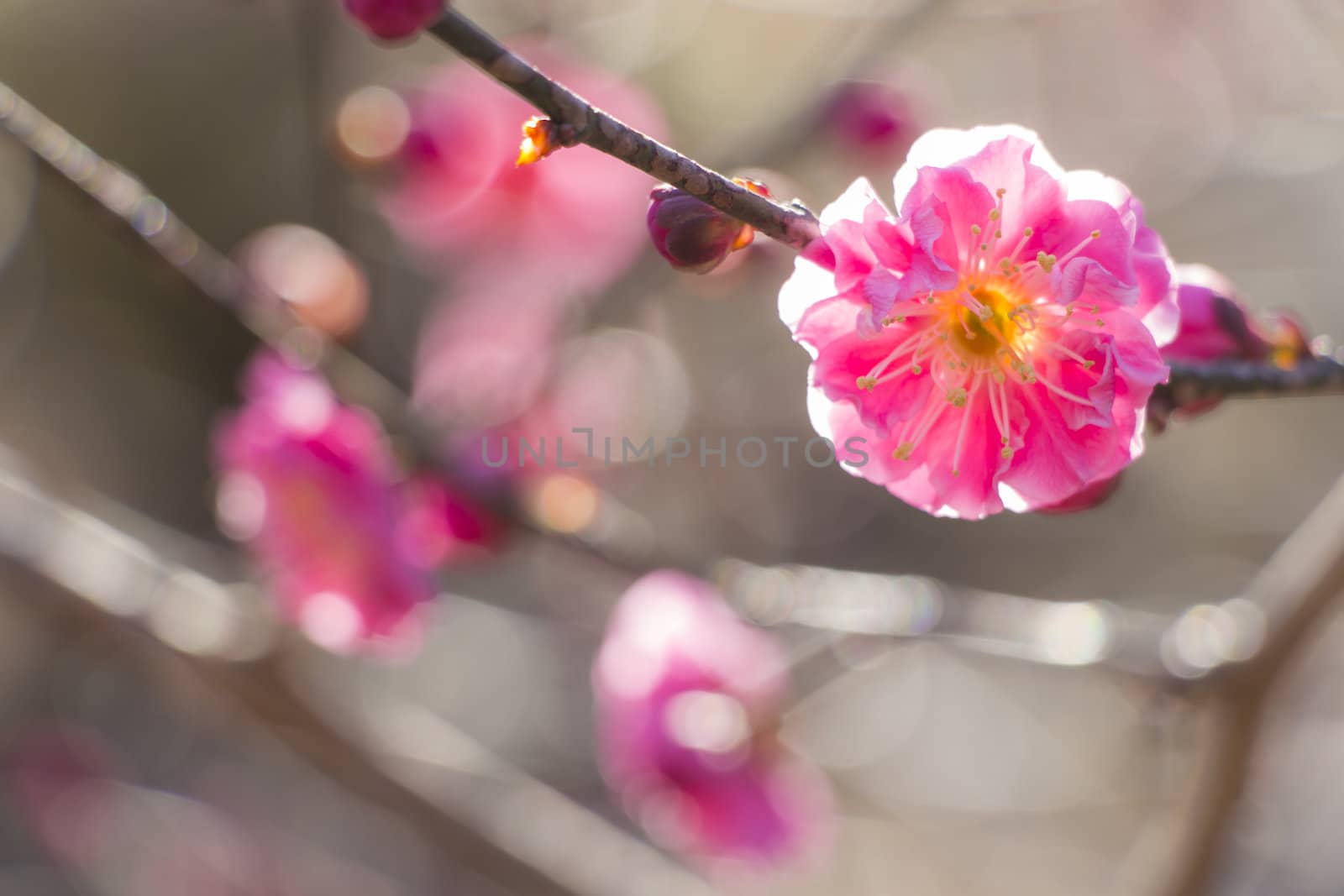 pink plum blossom on a spring day