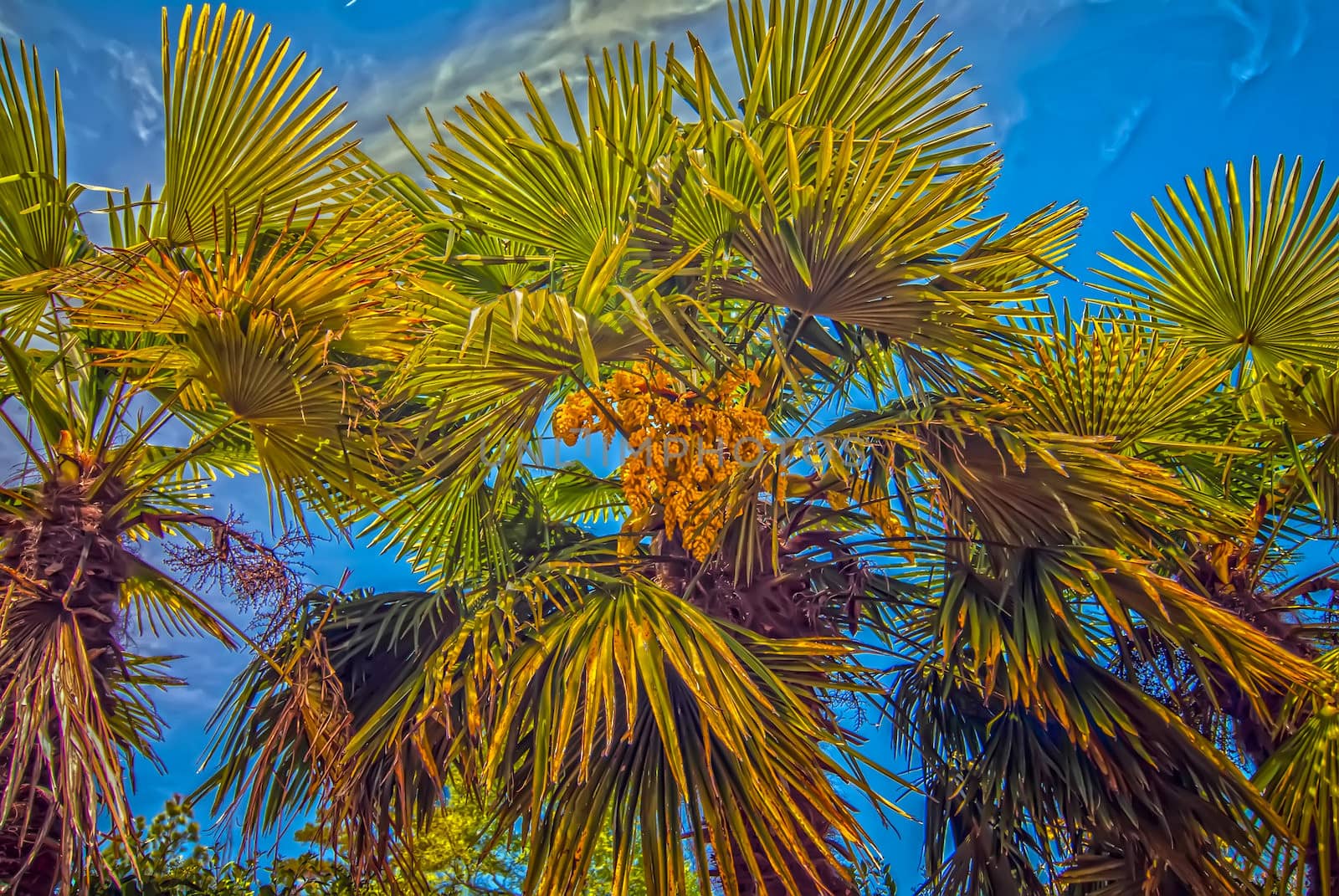 palm tree leaves and blossom flowers