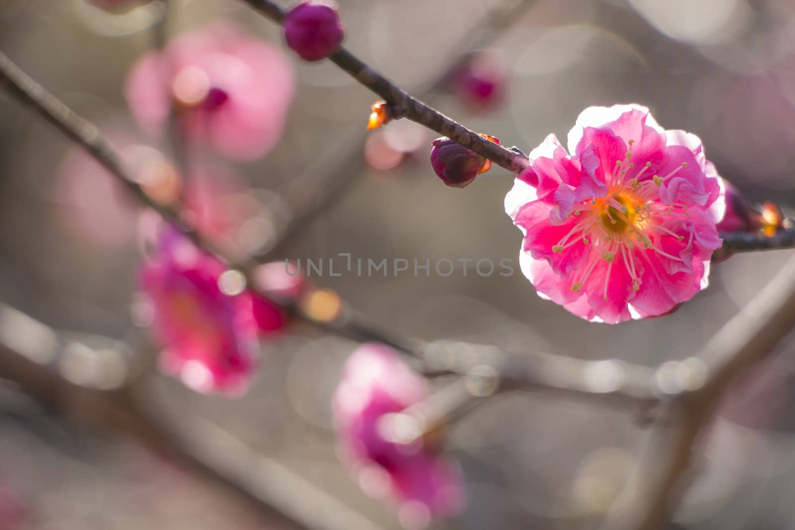 pink plum blossom on a spring day