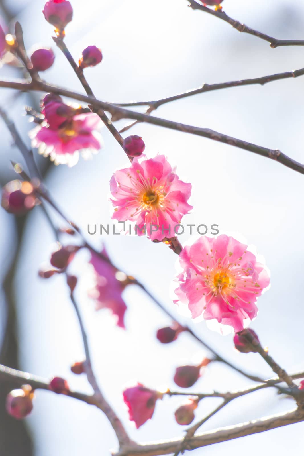 pink plum blossom on a spring day