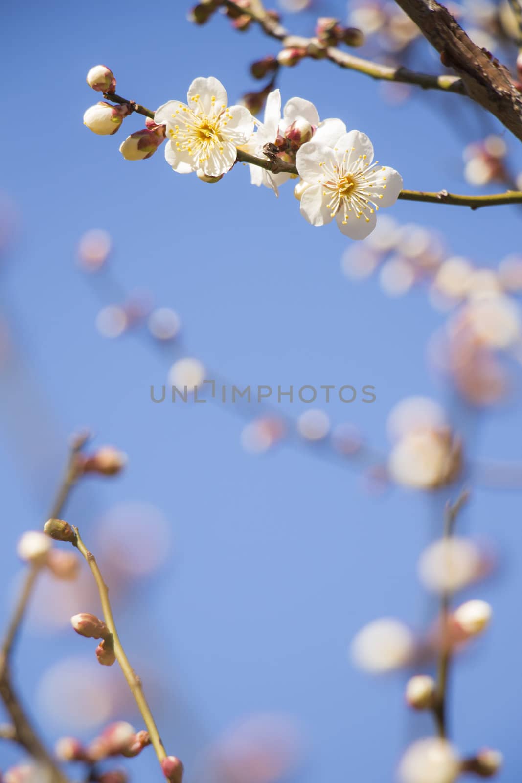 White plum blossom on a spring day