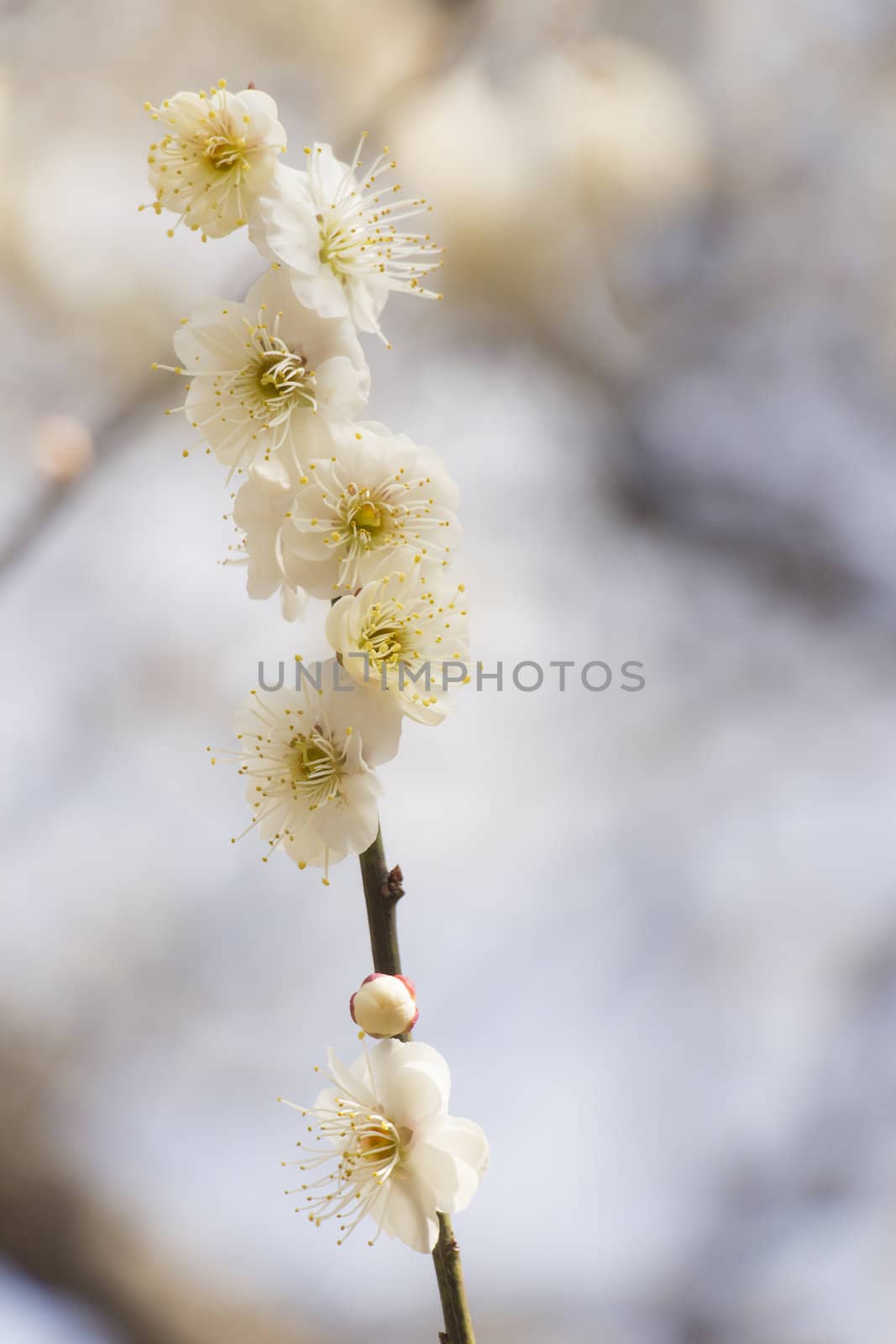 White plum blossom on a spring day