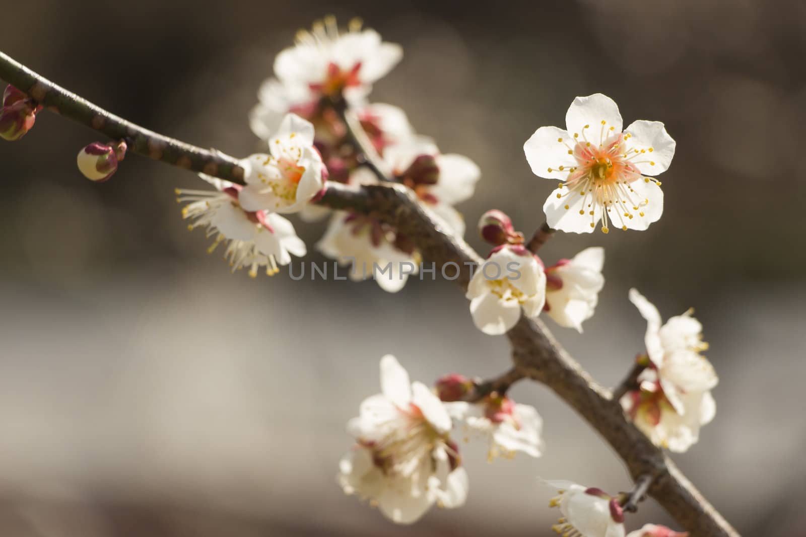 White plum blossom on a spring day