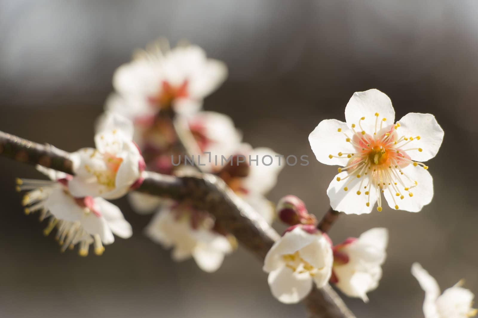 White plum blossom on a spring day